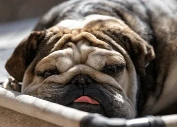 Flat Faced Breeds - cute or cruel? 