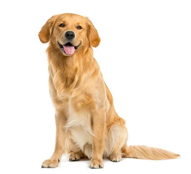 Dog  boarding - Work Experience 