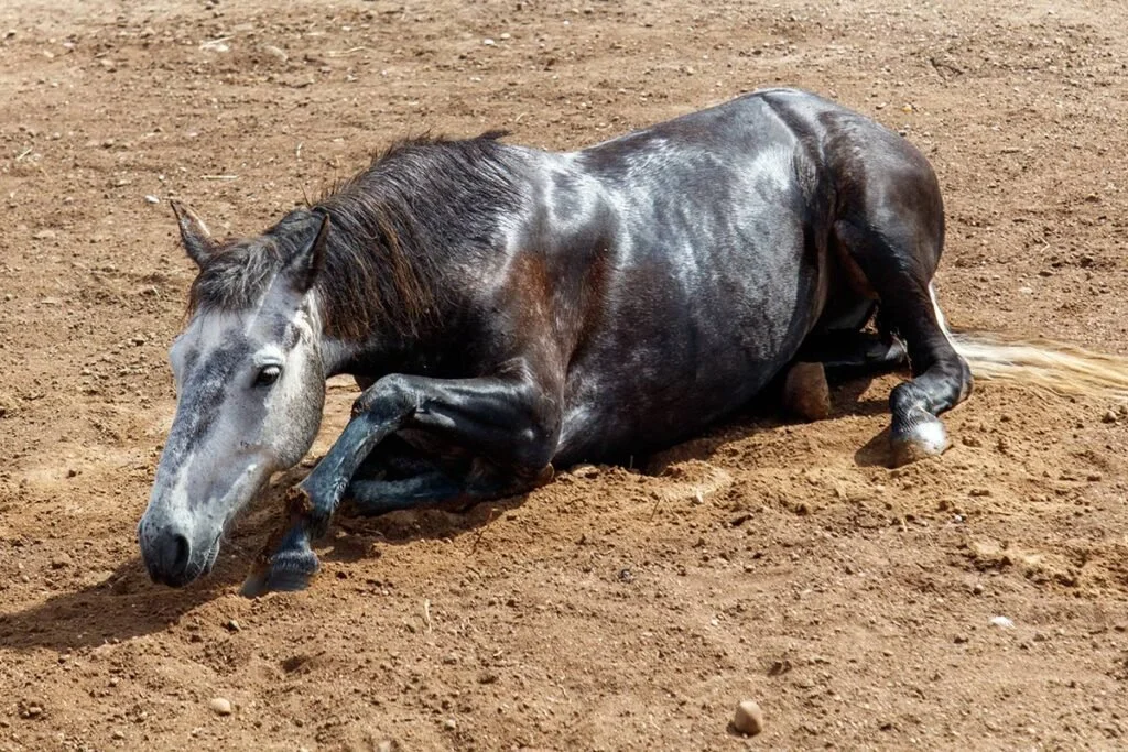 Equine Colic