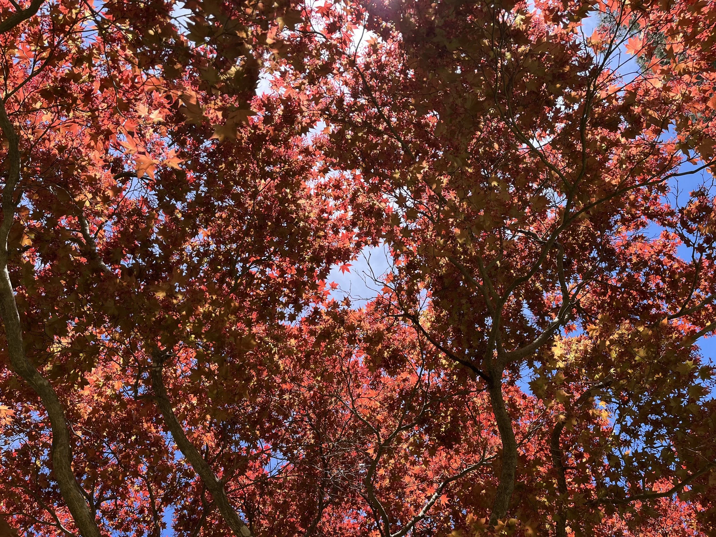 A canopy of red and orange autumn leaves on a tree with a blue sky visible through the branches.