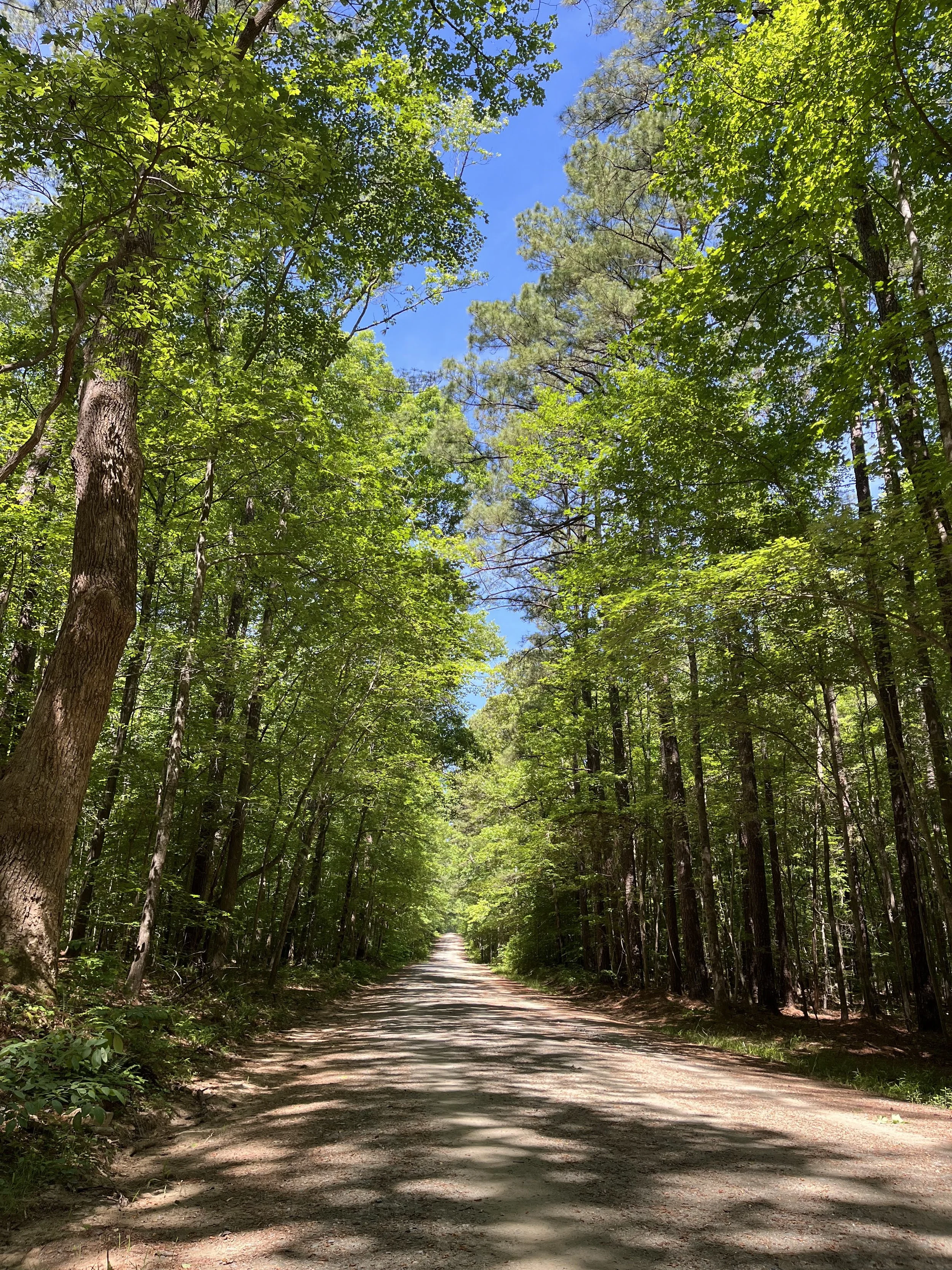 A dirt path runs through a dense green forest with tall trees and lush foliage on either side, leading into the distance under a clear blue sky.