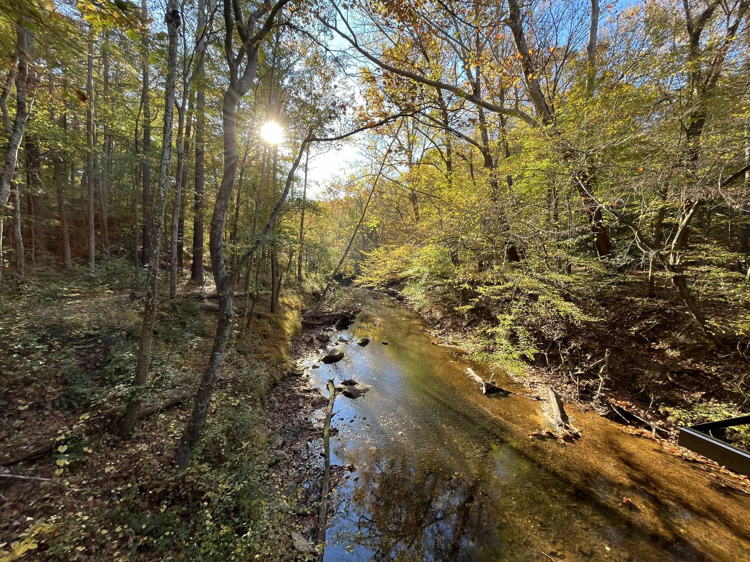 A peaceful forest scene in autumn featuring a small creek flowing through the woods, with trees displaying fall foliage and sunlight filtering through the branches.