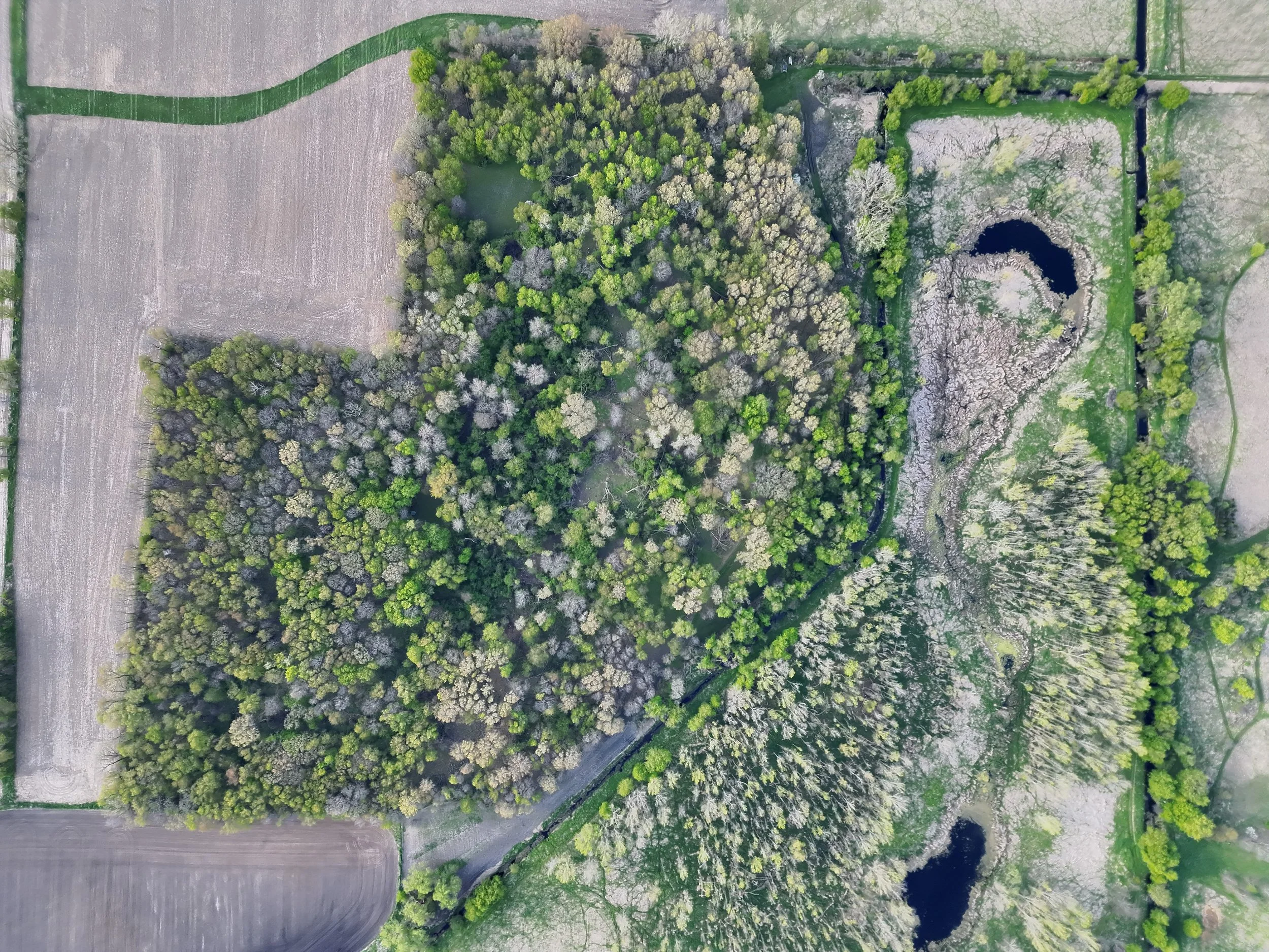 An aerial view of a large, circular grove of trees surrounded by farmland and a winding road.