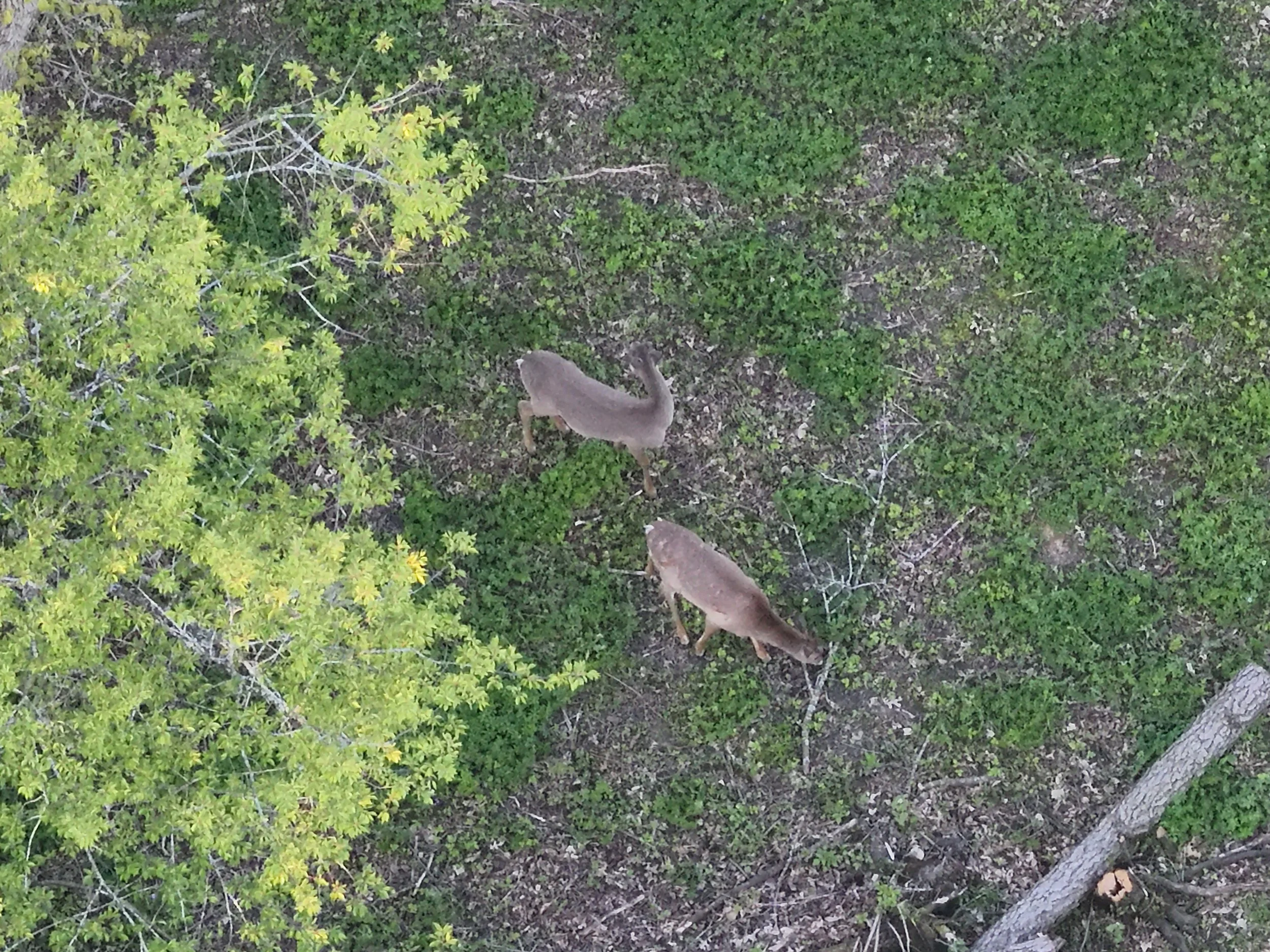 Wildlife Survey
