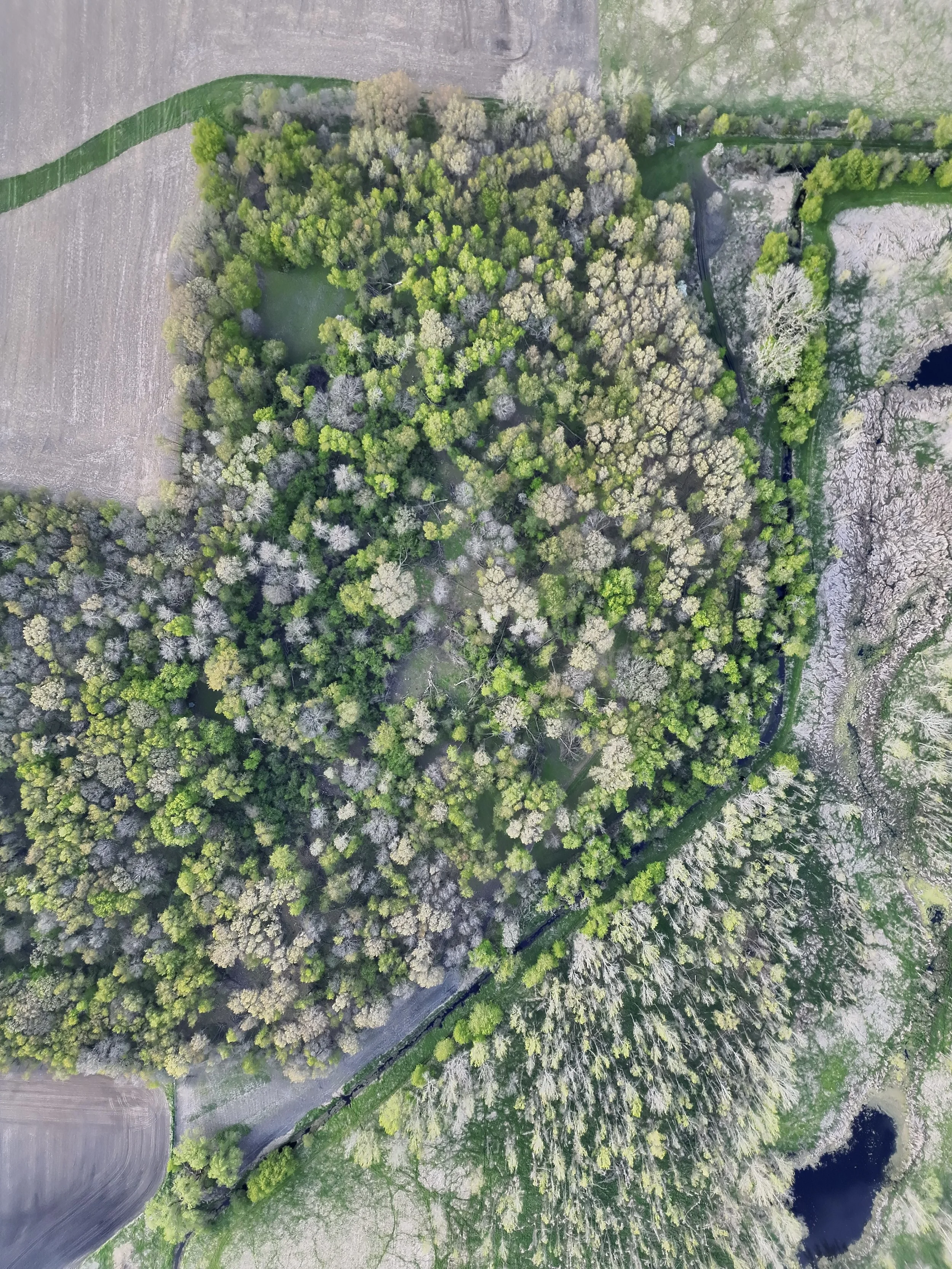 An aerial view of a wooded park with a pond, surrounded by fields and some pathways.