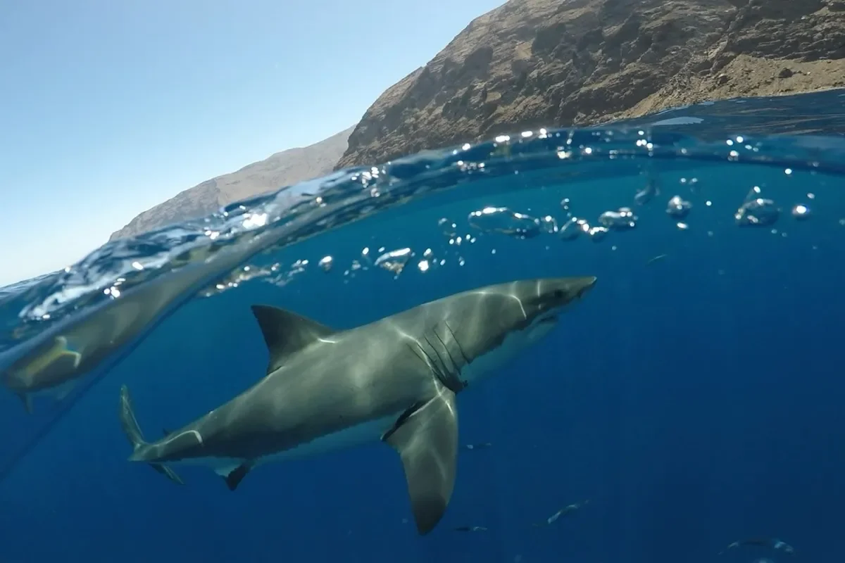Sharks and the Sea Around Us