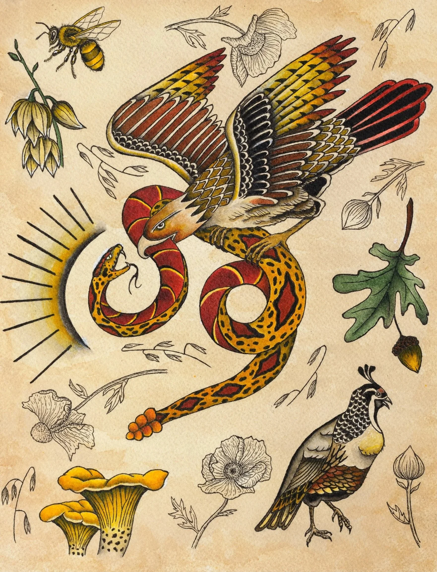 hawk_condensed.jpg