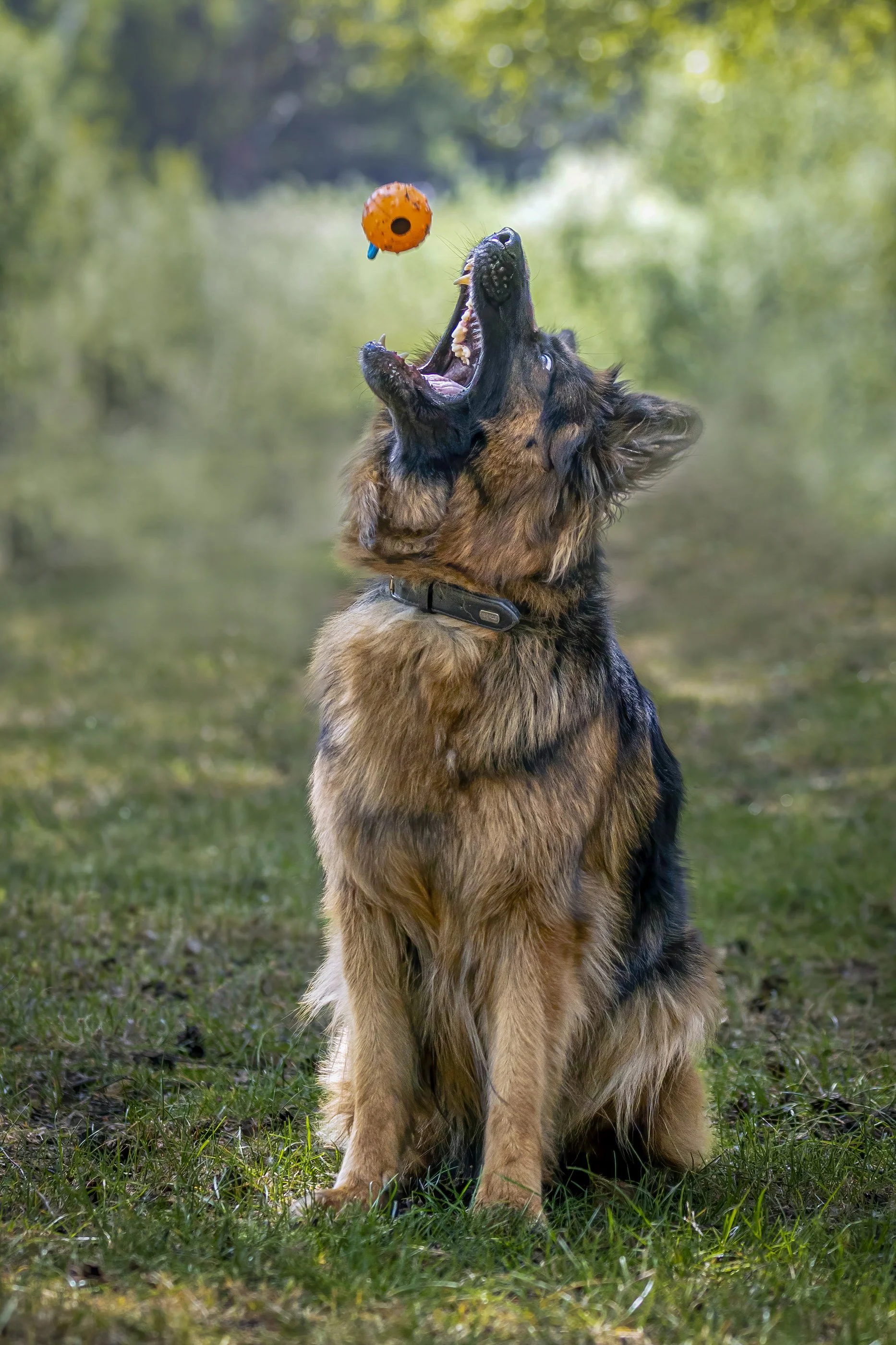 A German shepherd dog catching an orange and black ball in mid-air outdoors on green grass with trees in the background.