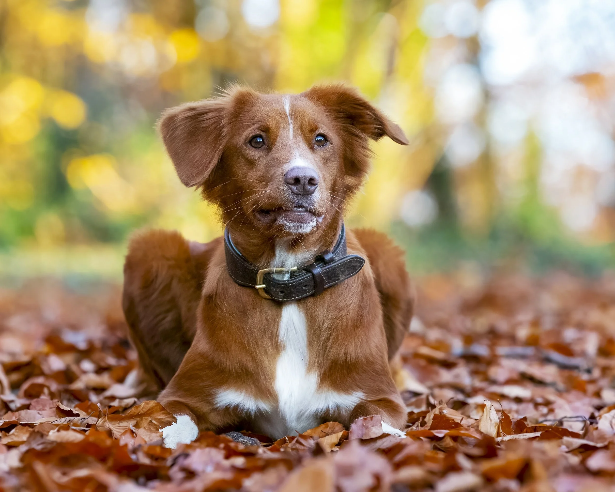 A brown and white dog sitting amidst fallen autumn leaves with blurred yellow and orange foliage in the background.