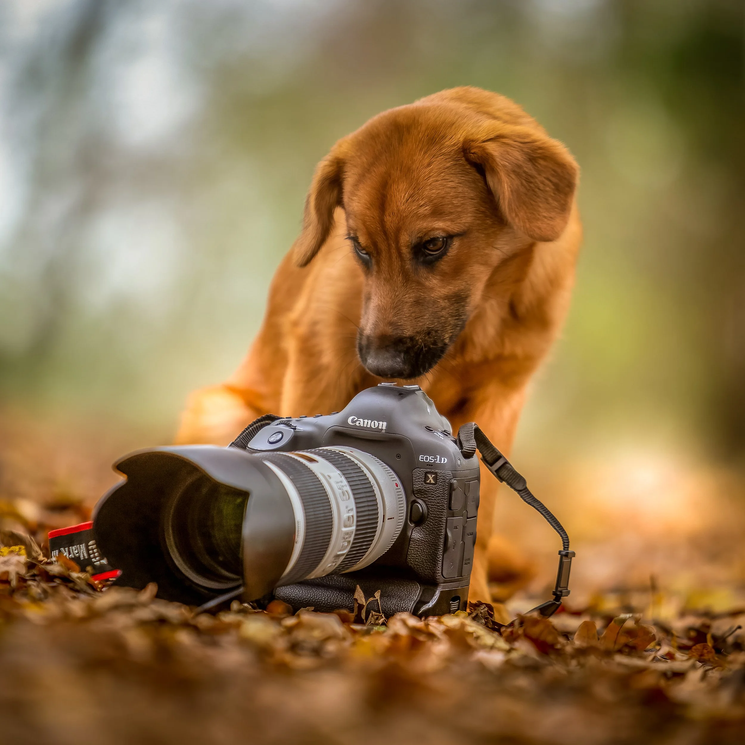 A brown dog looking down at a Canon camera placed on autumn leaves.