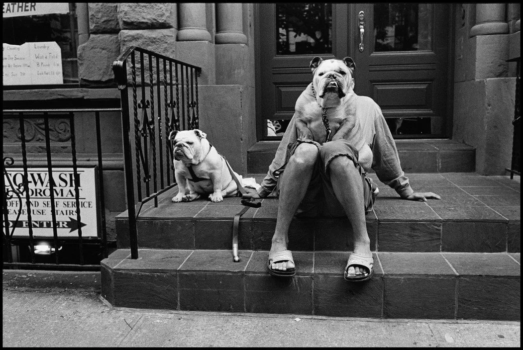Two bulldogs sitting on a city sidewalk steps in front of a building entrance, one wearing a hoodie and sandals, the other with a leash, both looking towards the camera.