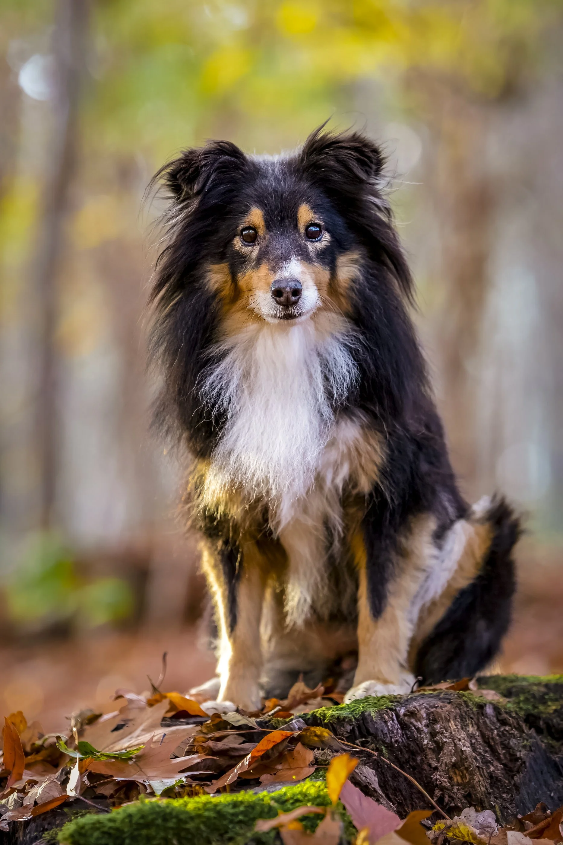A Border Collie dog sitting on a mossy log surrounded by fallen autumn leaves in a forest with blurred background of trees and sunlight.