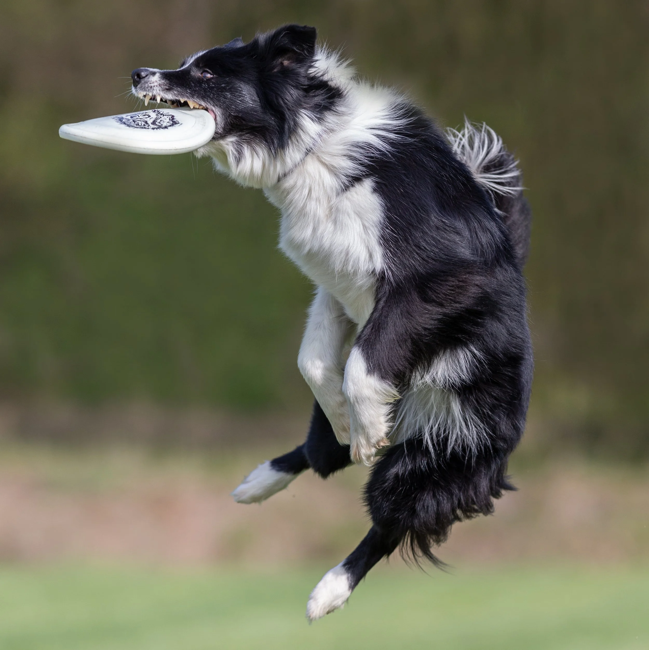 A black and white Border Collie dog holding a white frisbee in its mouth, standing outdoors with a blurred green background.