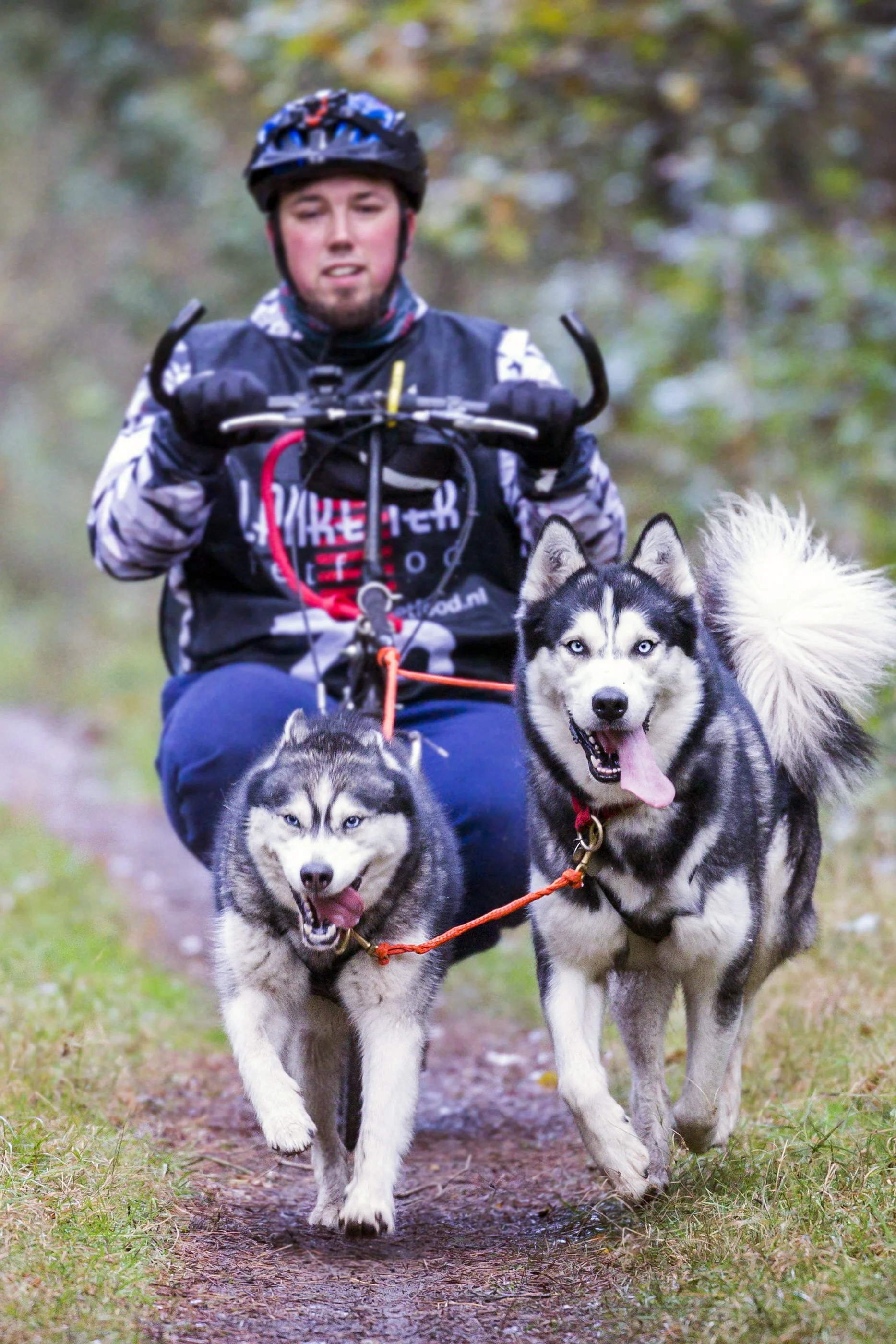 A person riding a dog sled with three Siberian huskies on a forest trail.