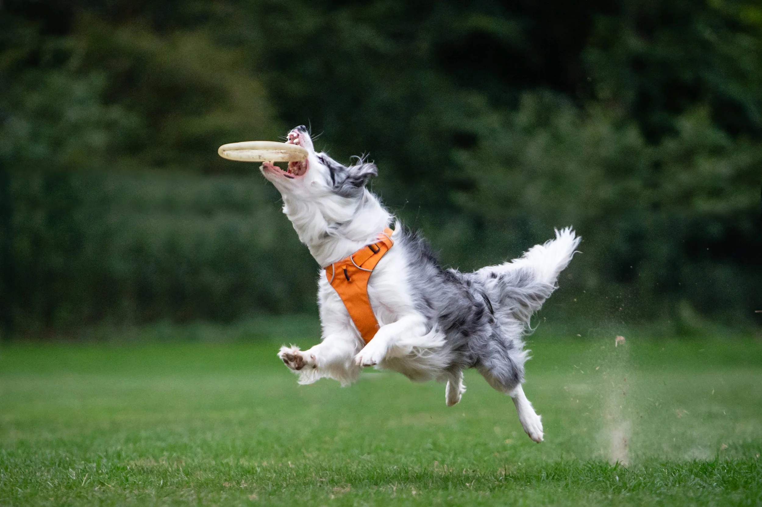 An Australian Shepherd dog jumping in the air catching a frisbee in its mouth on a grassy field during daytime.
