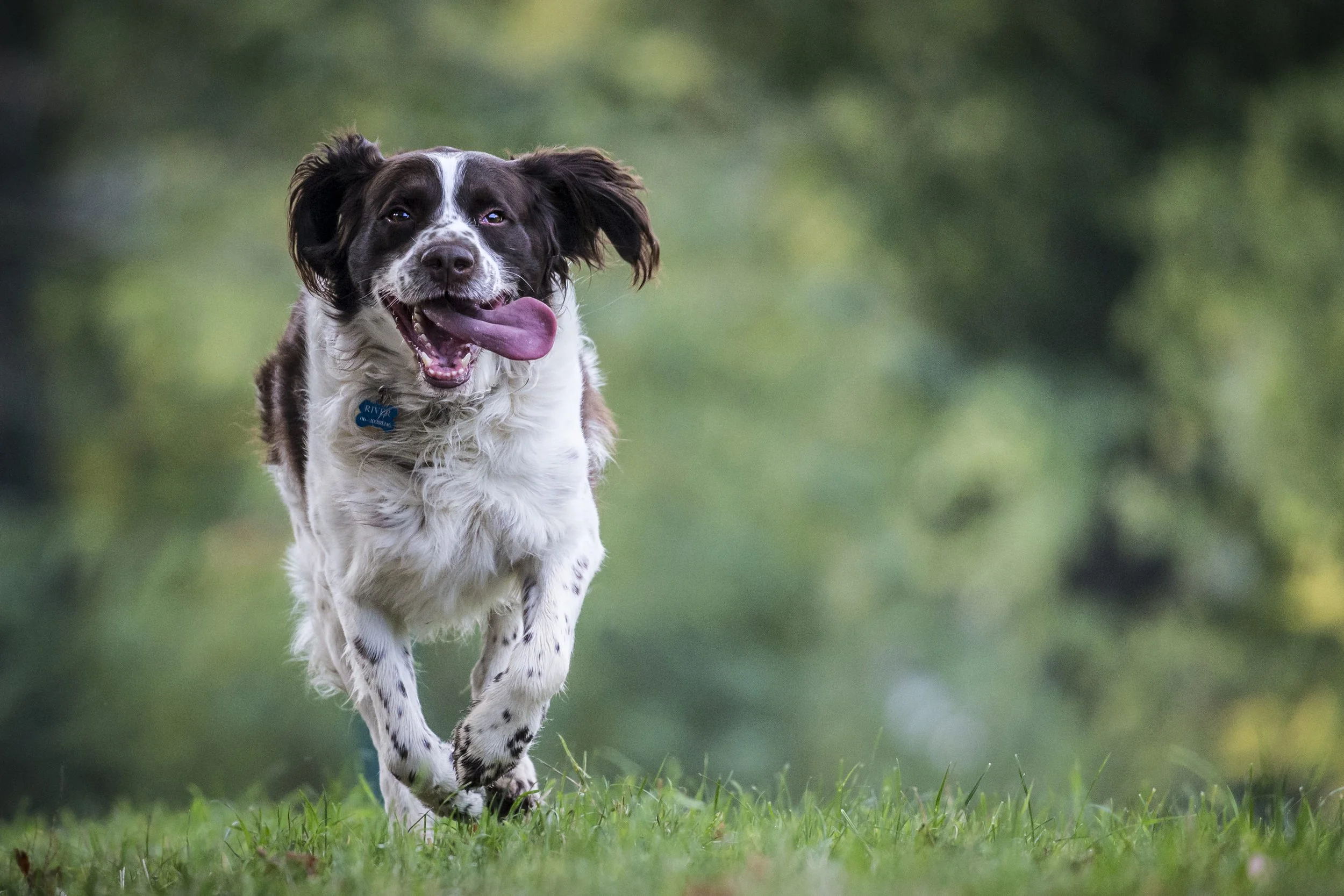 A happy springer spaniel dog running on grass with a blurred green background.