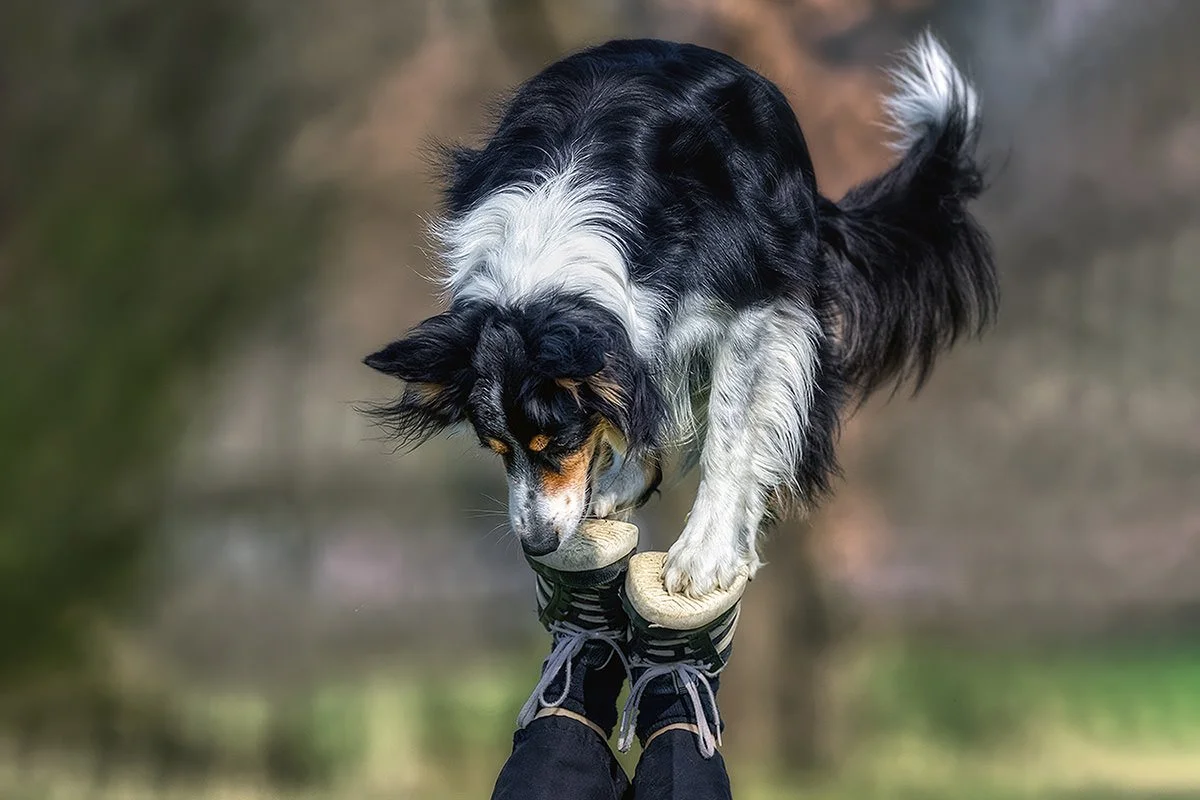 A dog with black, white, and tan fur balancing on a person's shoes, which are covered with sneakers.