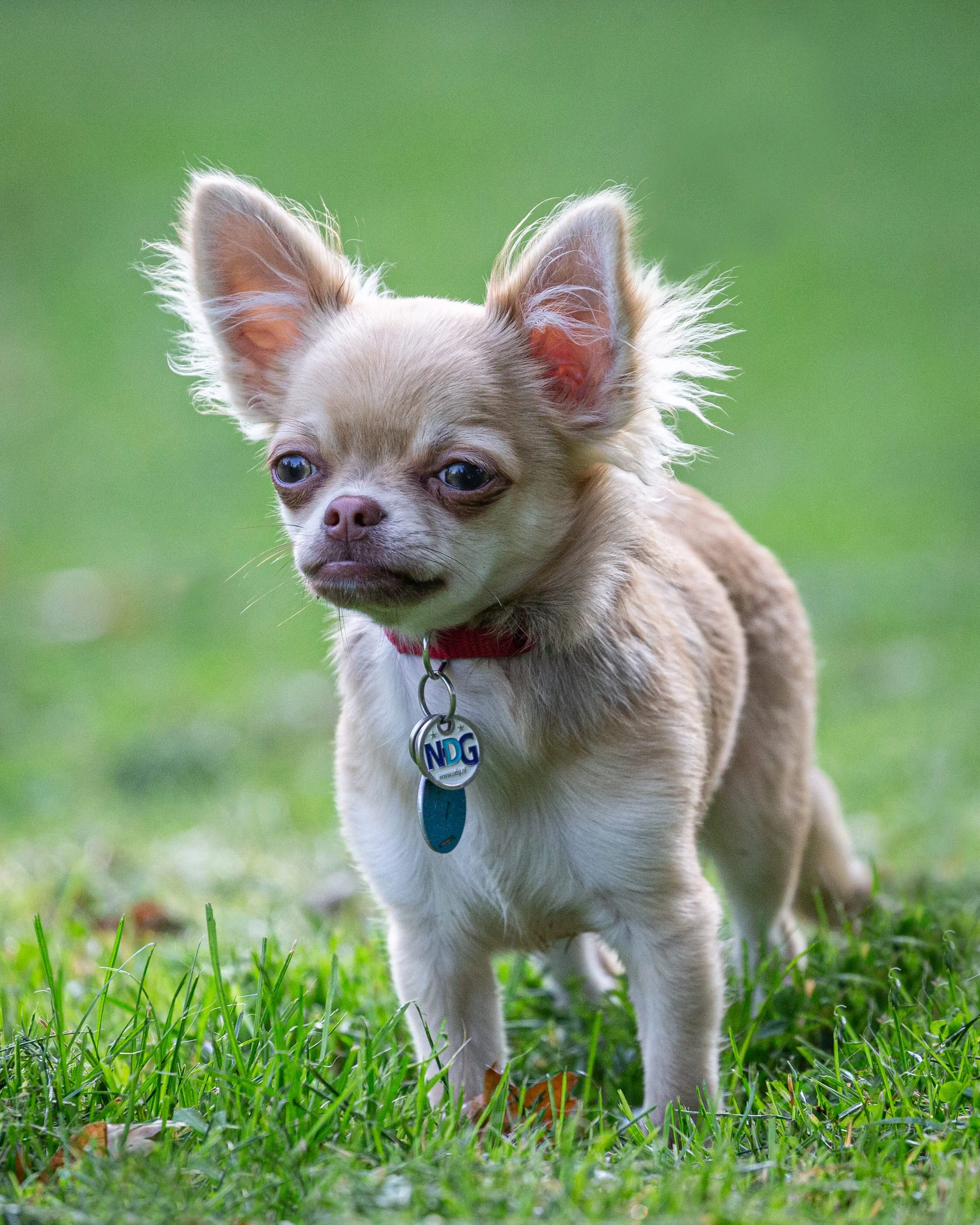 A small tan and white Chihuahua dog standing on green grass with a blurred green background.