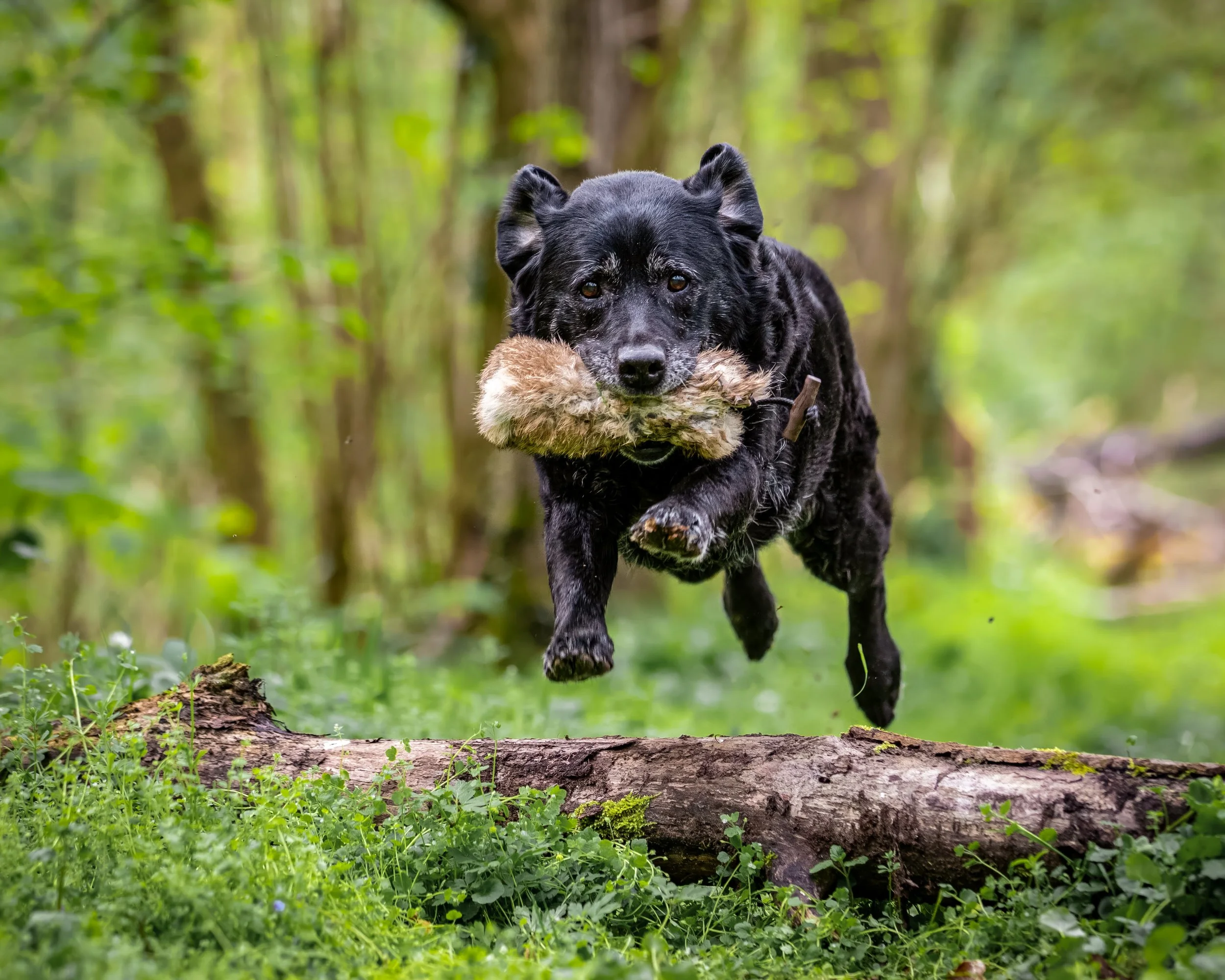 A black dog with a fluffy tail running through a forest carrying a large stick in its mouth. The forest is lush with green foliage and a fallen log on the ground.
