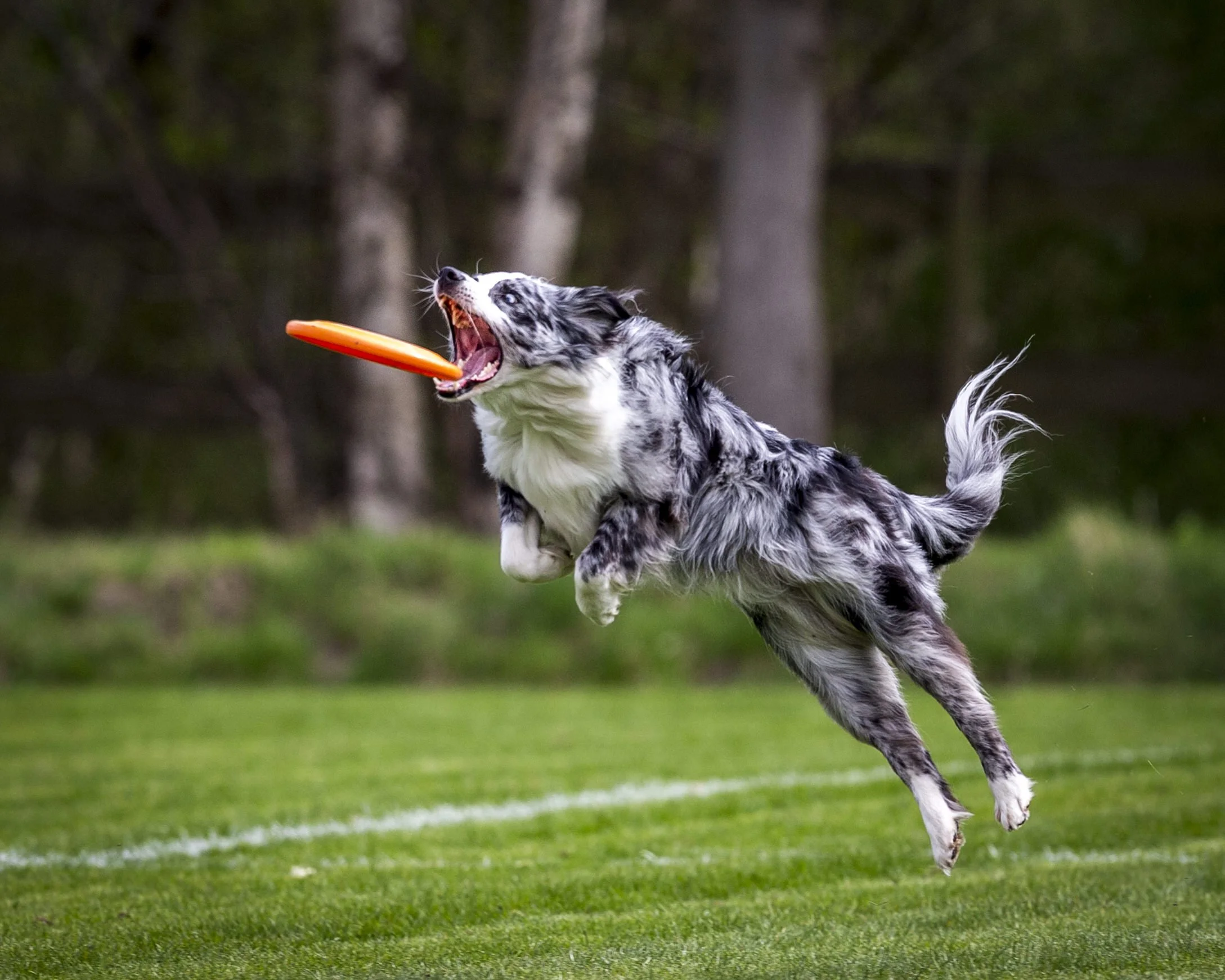 A dog with a merle coat pattern catching a frisbee mid-air on a grassy field, with trees in the background.
