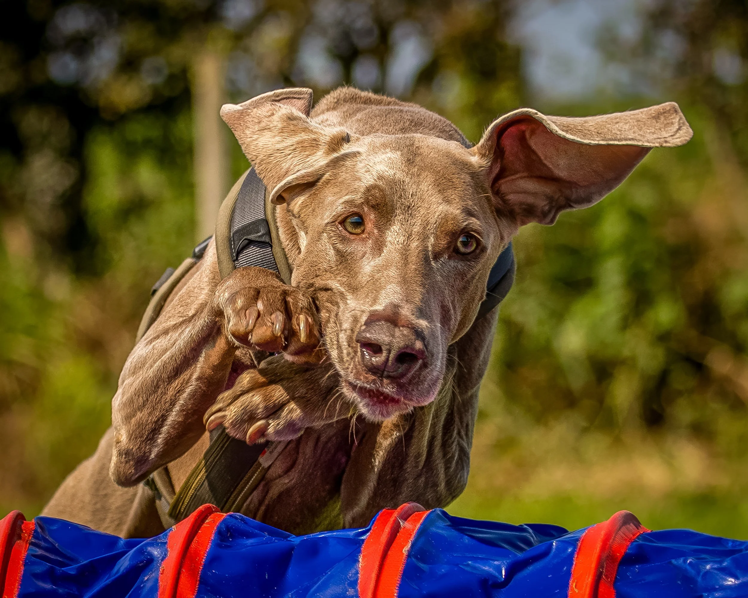 A dog with tan fur wearing a harness and leash, jumping onto a colorful inflatable obstacle course outdoors during daytime, with a blurred background of greenery.
