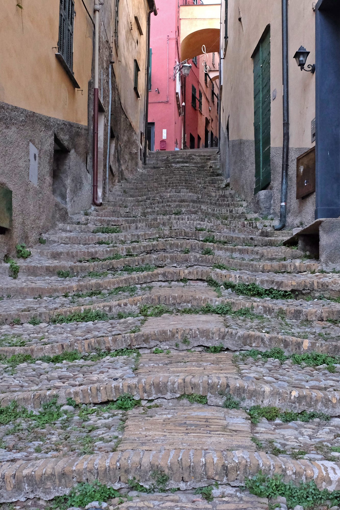 cervo2.jpg
