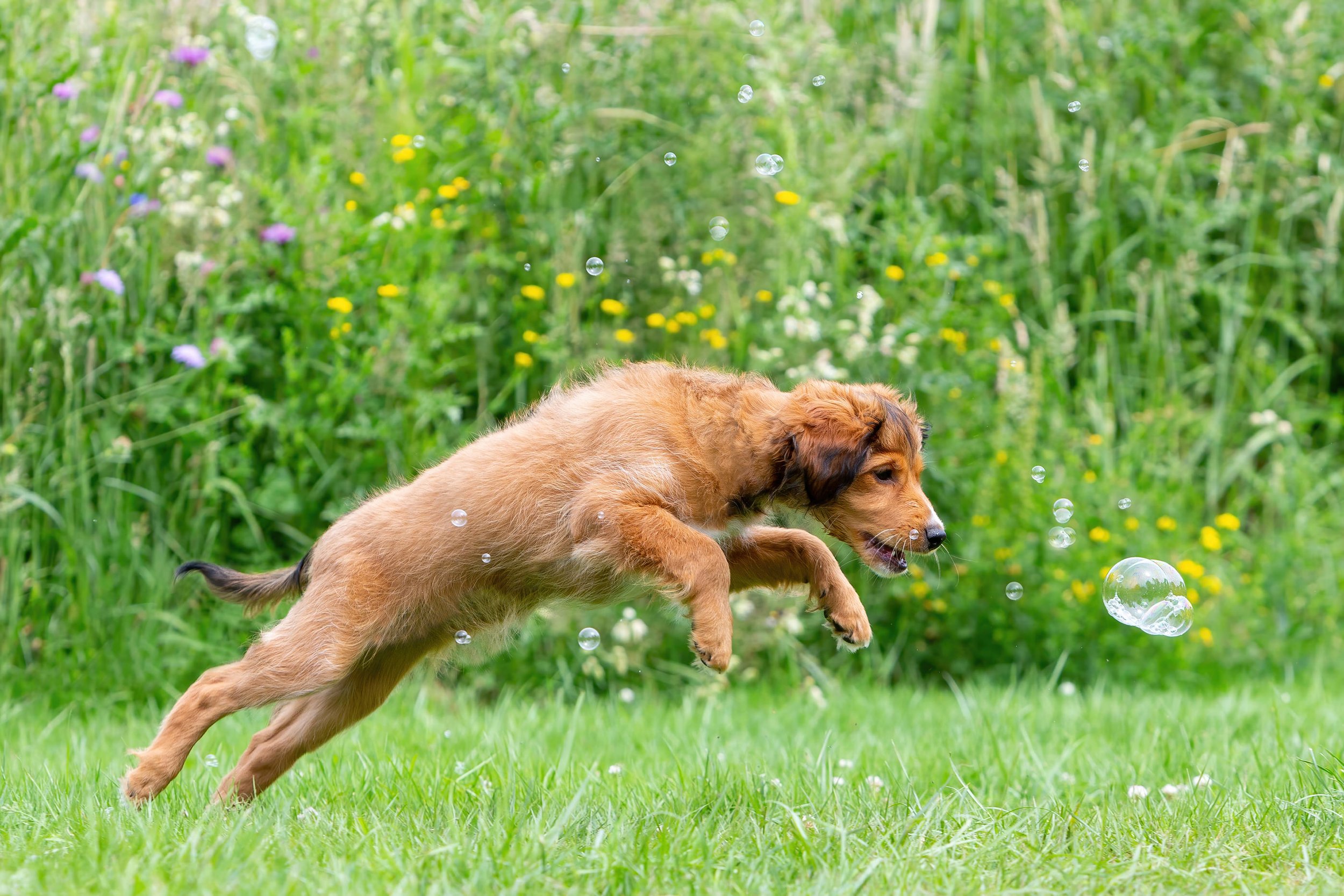 A brown puppy running through a green field with wildflowers and bubbles floating in the air.
