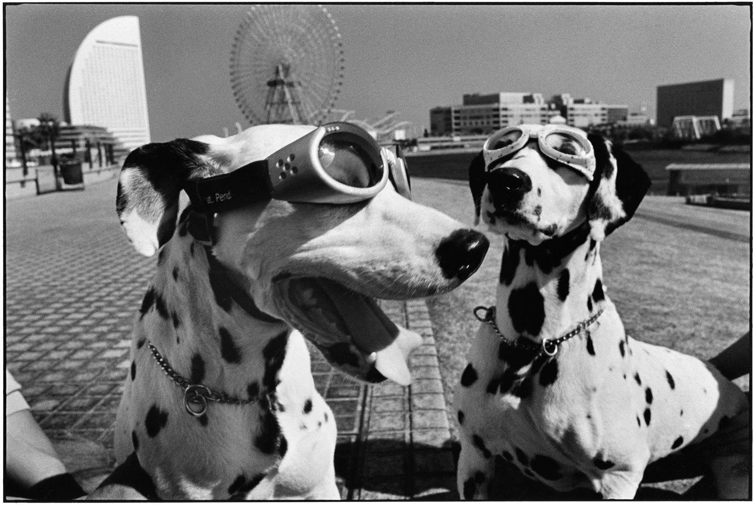 Two Dalmatians wearing goggles, sitting outdoors in a city park with buildings and a Ferris wheel in the background.