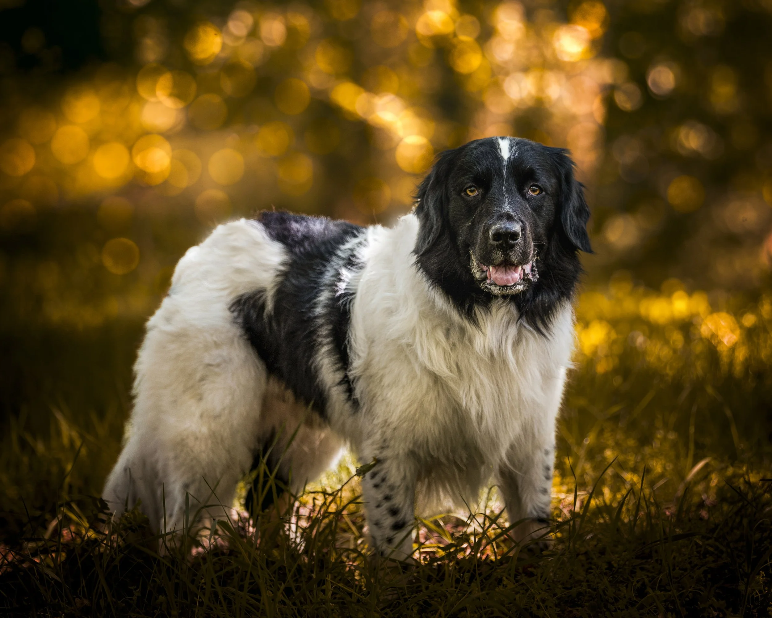 A black and white dog with a predominantly black face and ears, white body with black spots, standing on grass with a background of golden bokeh lights.