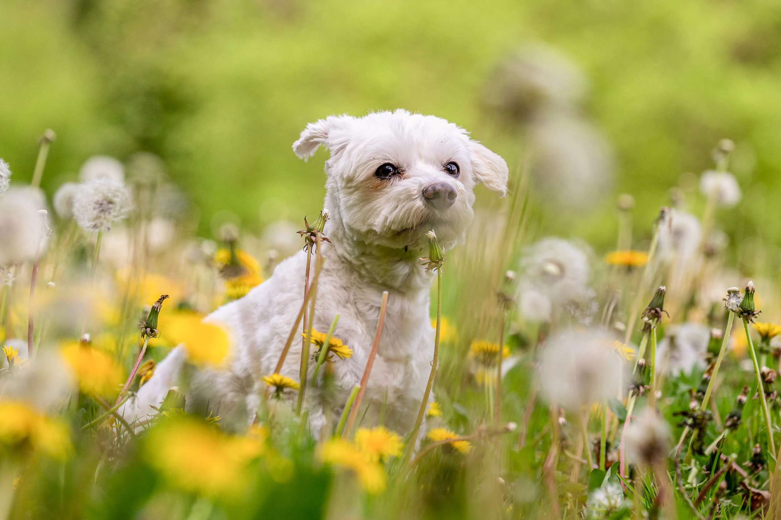 A small white dog sitting in a field of yellow and white flowers with a blurred green background.