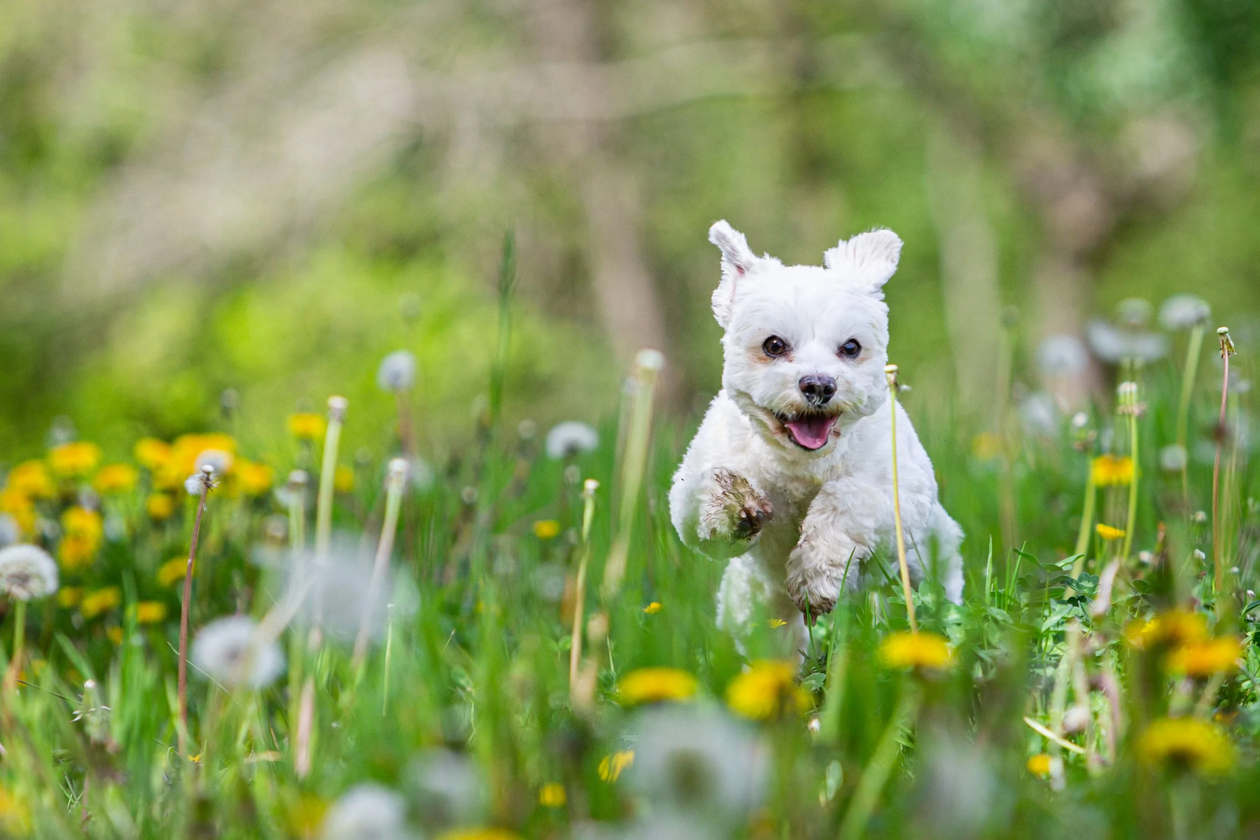 A small white dog with fluffy fur running through a field of yellow dandelions and green grass with a blurred green background.