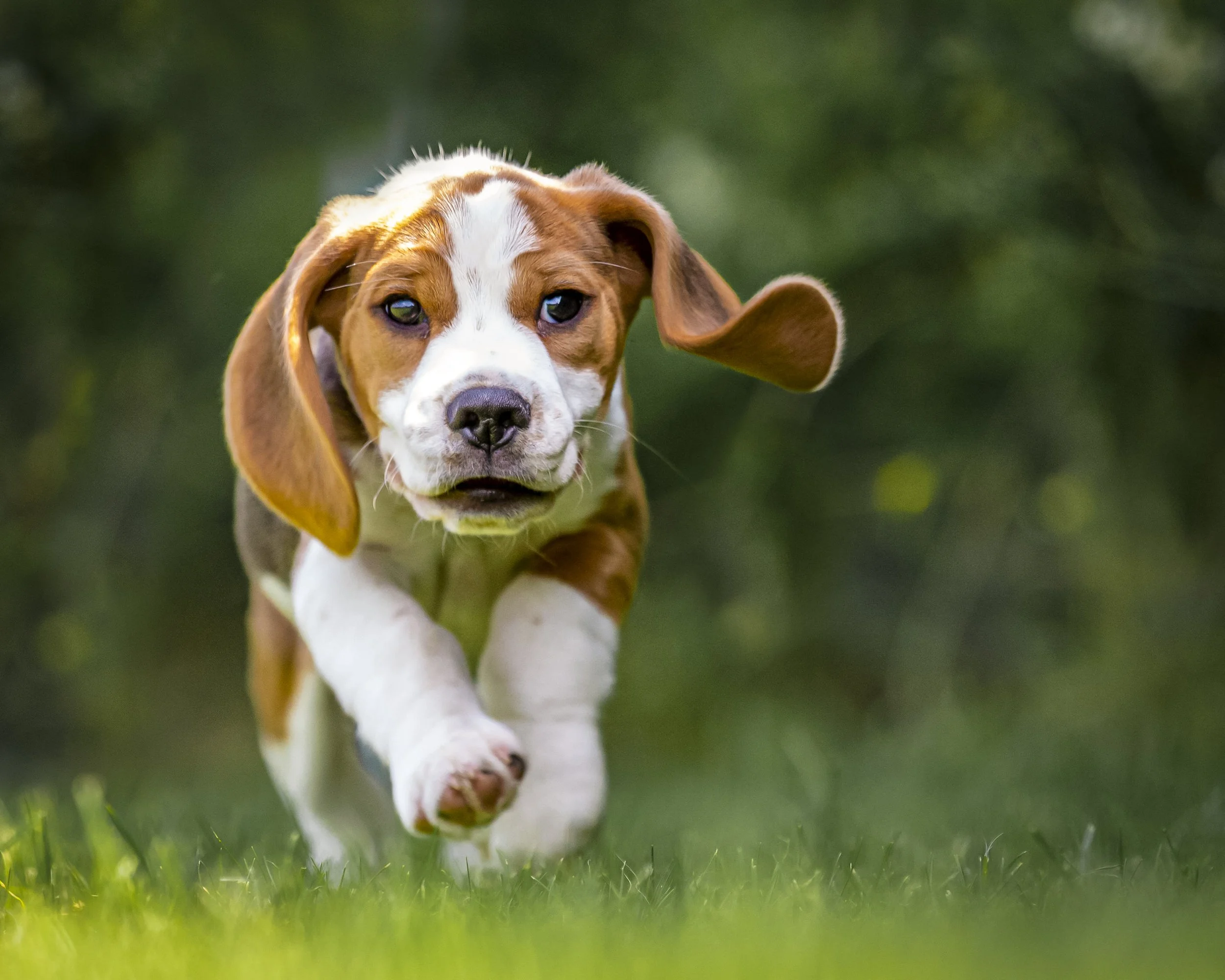 Young puppy with brown and white fur running on green grass against a blurred green background.