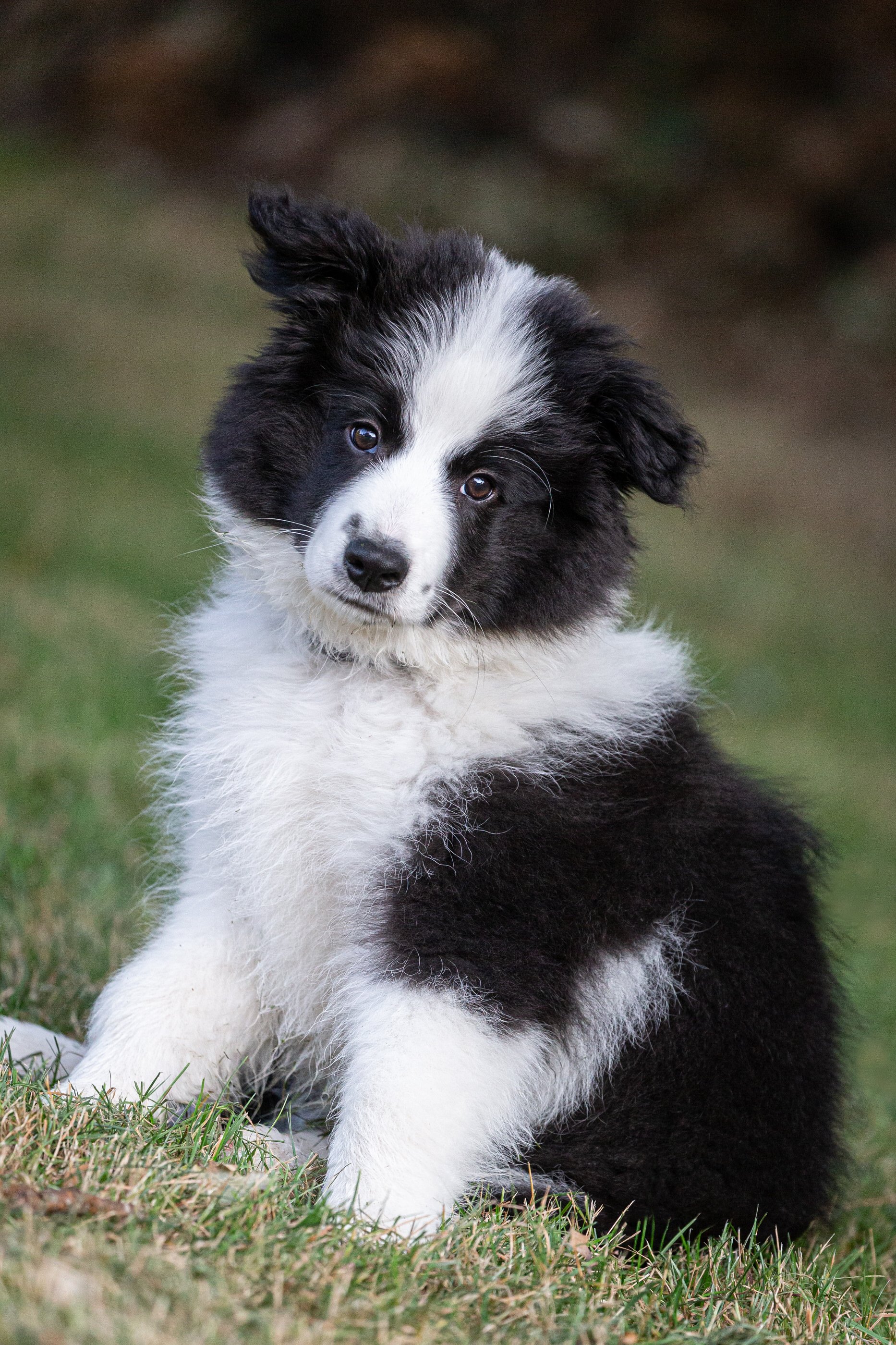 A cute black and white puppy, likely a Border Collie, sitting on grass and looking at the camera with a curious expression.