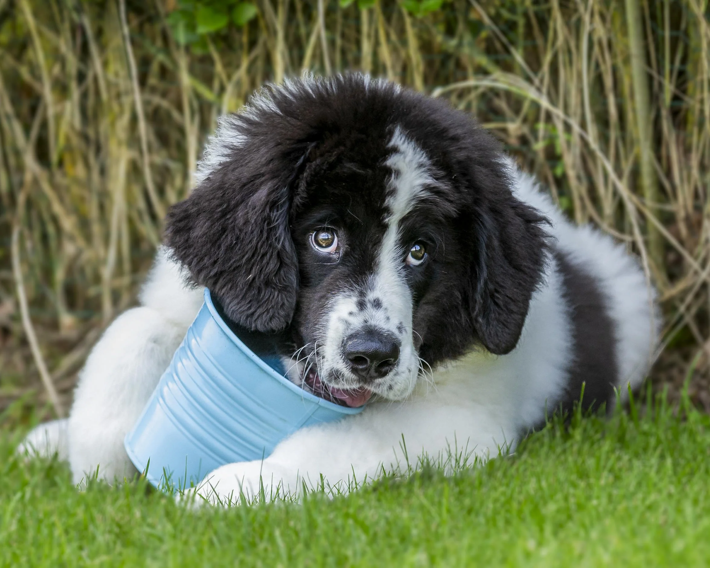 A black and white puppy laying on grass surrounded by tall grass, wearing a light blue collar.