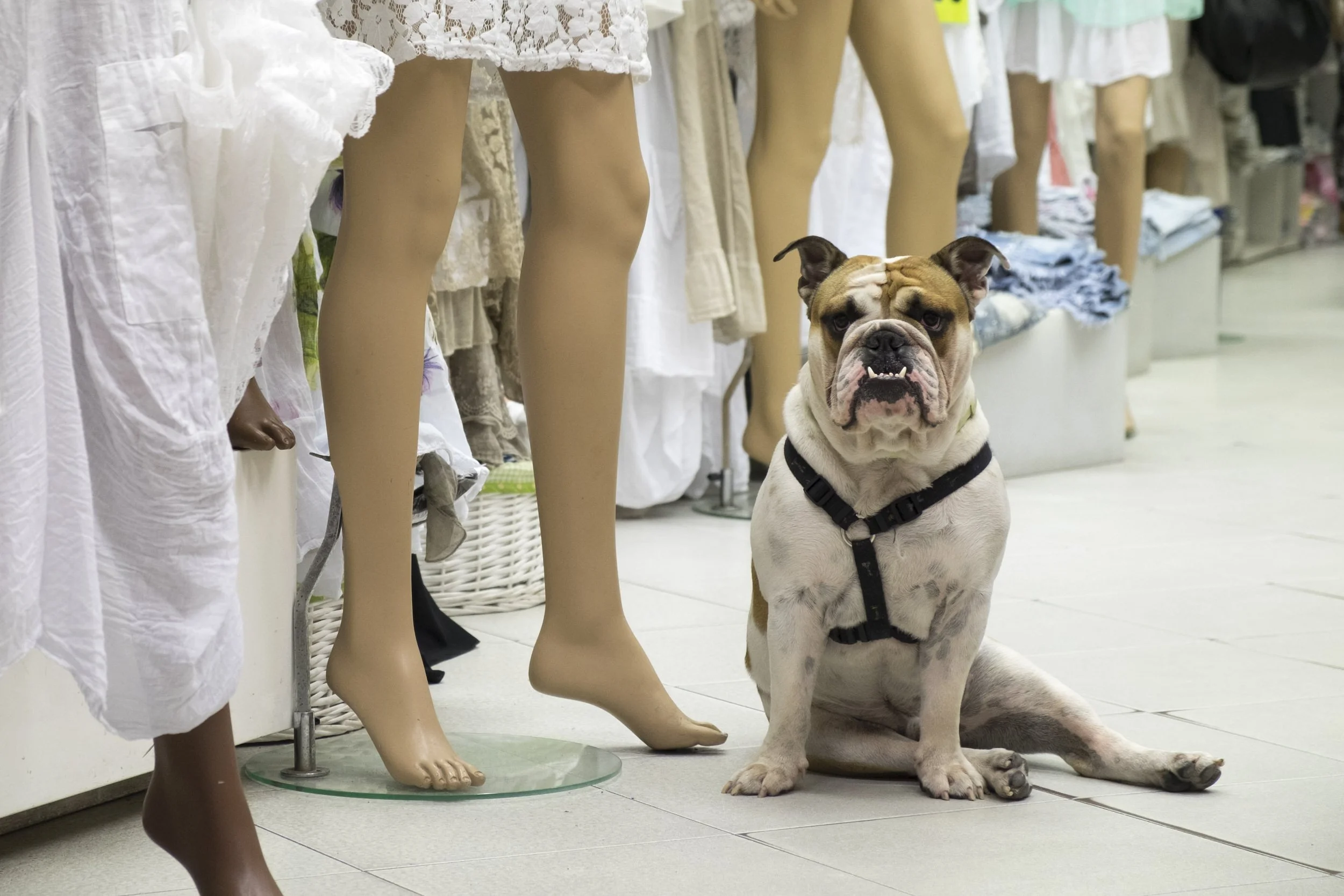A bulldog sitting on the floor of a clothing store, surrounded by mannequins dressed in white garments.