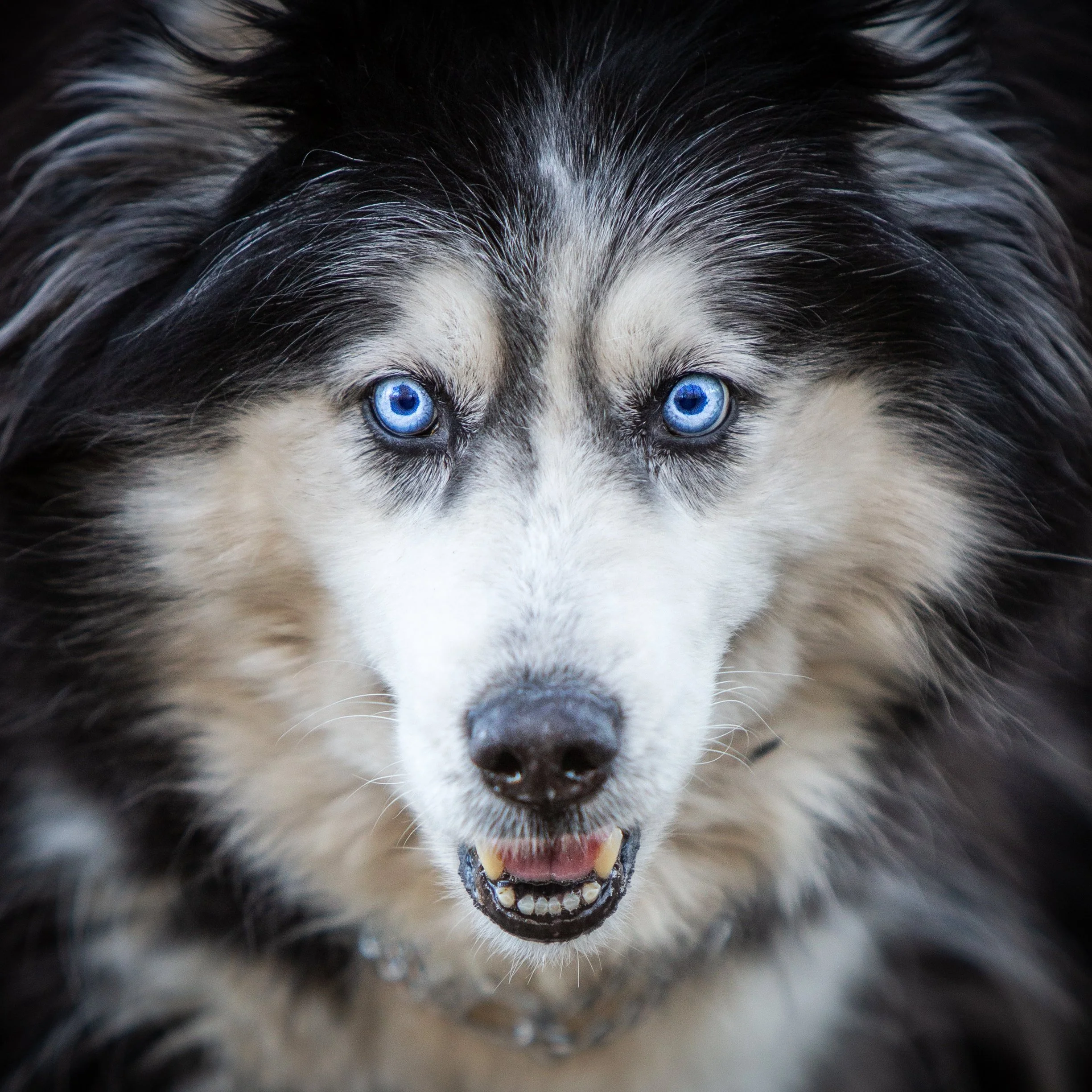 Close-up of a Siberian Husky's face with blue eyes and black, white, and gray fur.