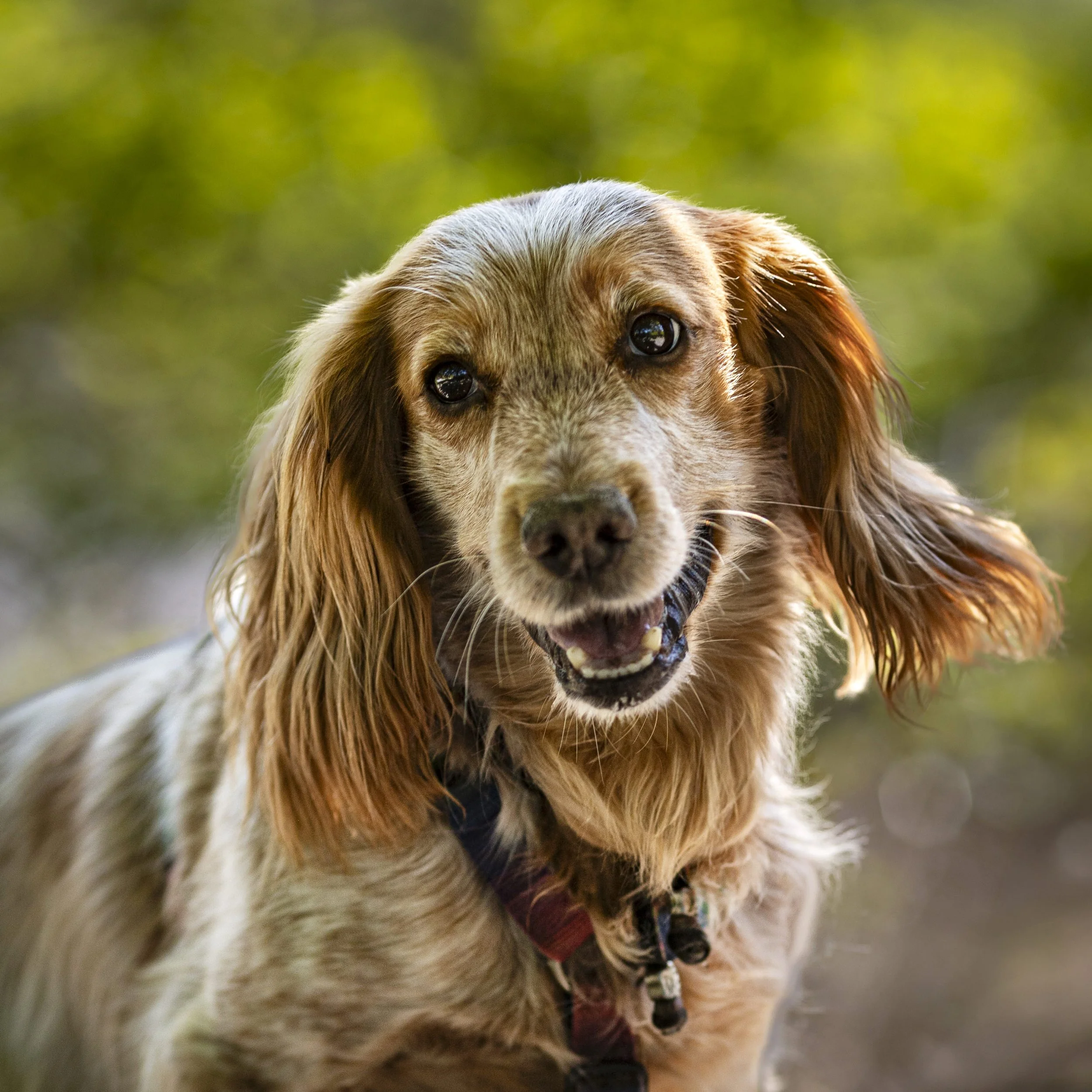 Close-up of a dog with long floppy ears, brown and white fur, wearing a red collar and a black harness, outdoors with a green blurred background.