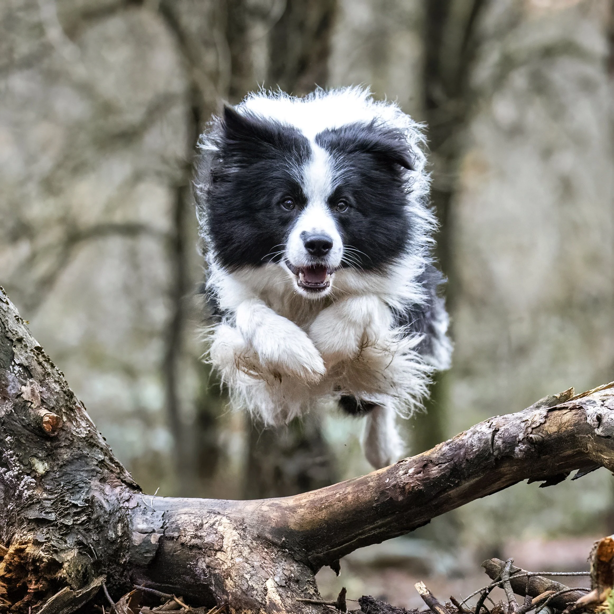 A black and white dog running on a tree branch in a natural outdoor setting.