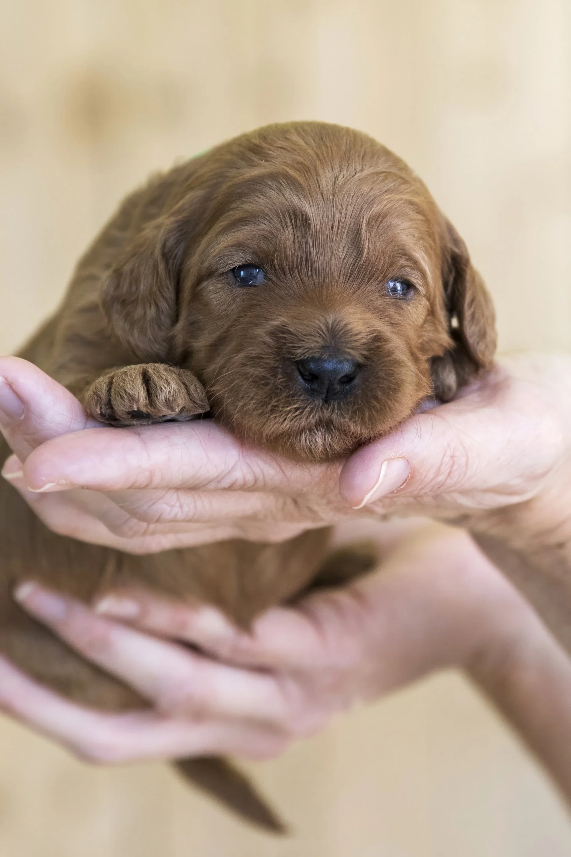 A brown puppy with blue eyes being cradled in someone's hands, lying on a person's hand.