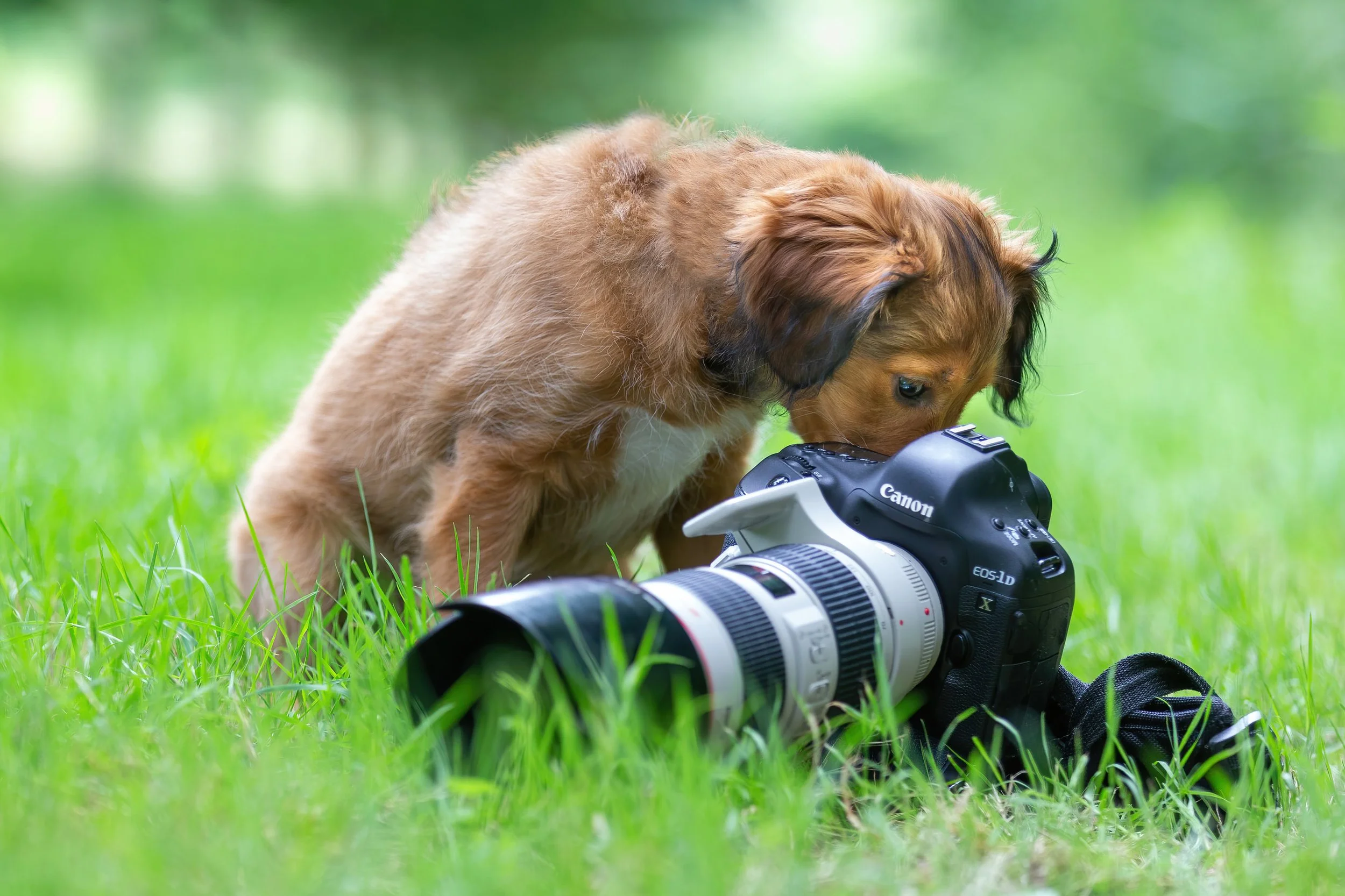 A small brown puppy with floppy ears examining a professional camera with a zoom lens outdoors on green grass.