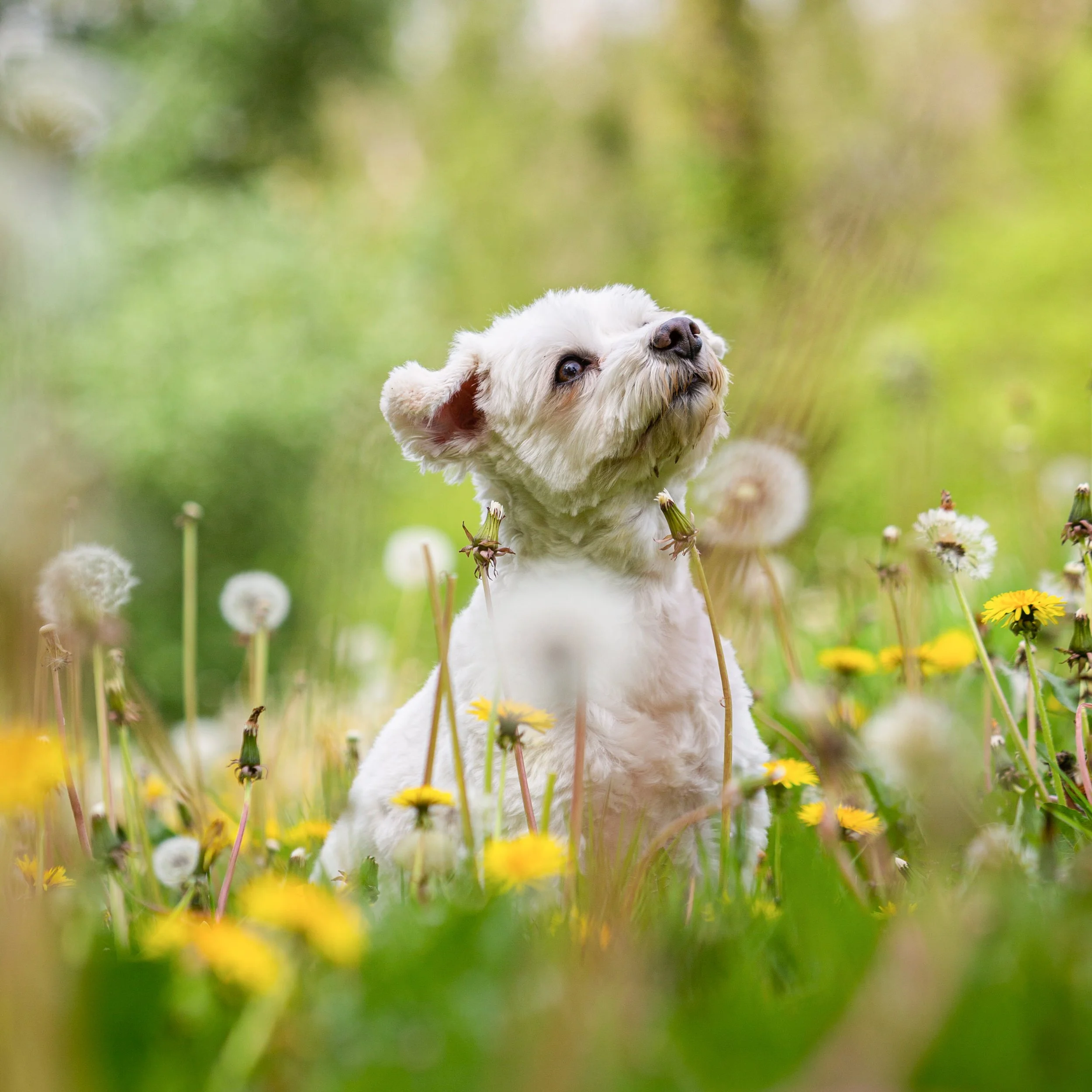 A small white dog with fluffy fur standing among yellow and white flowers in a green outdoor setting.