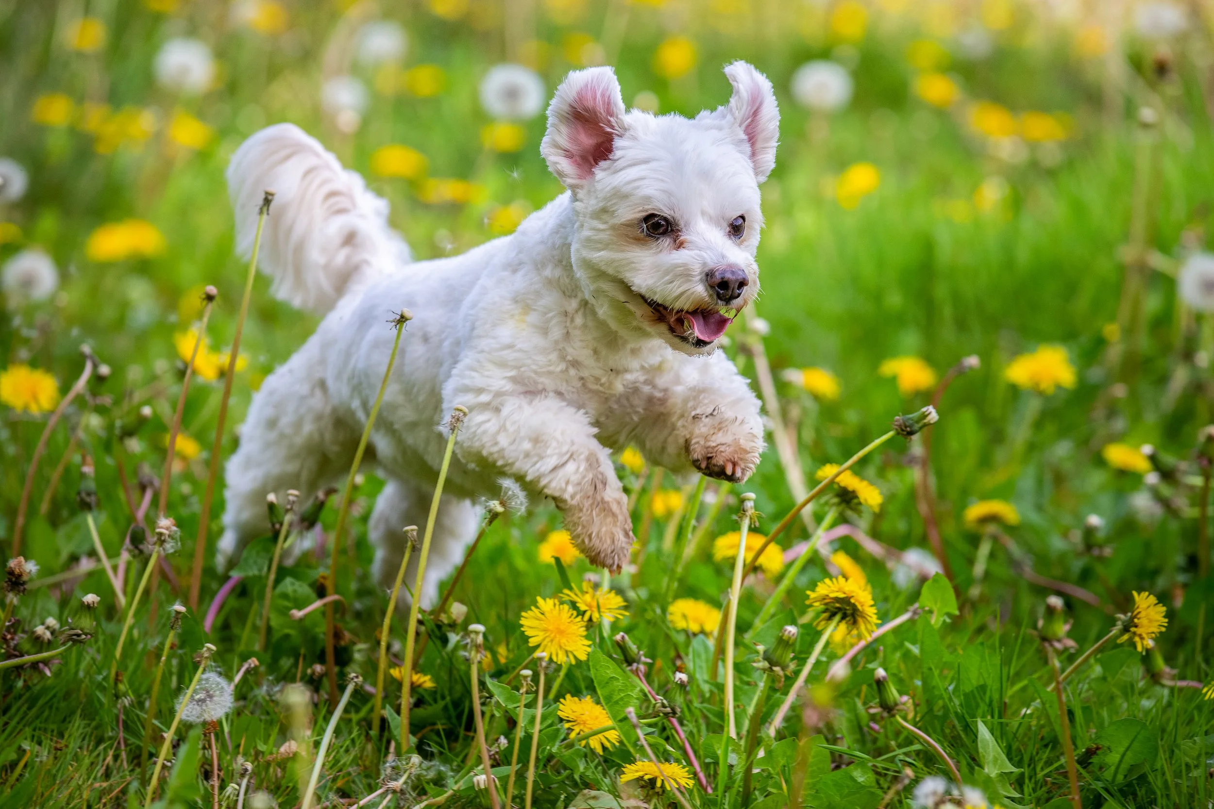 A small white dog with fluffy fur running through a field of yellow and white dandelions and green grass.