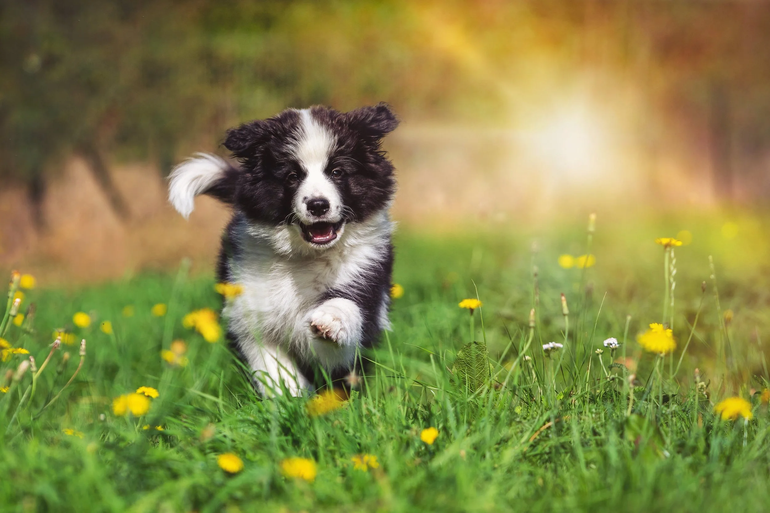 A black and white puppy runs through a grassy field with small yellow flowers, with a blurred background of trees and sunlight.
