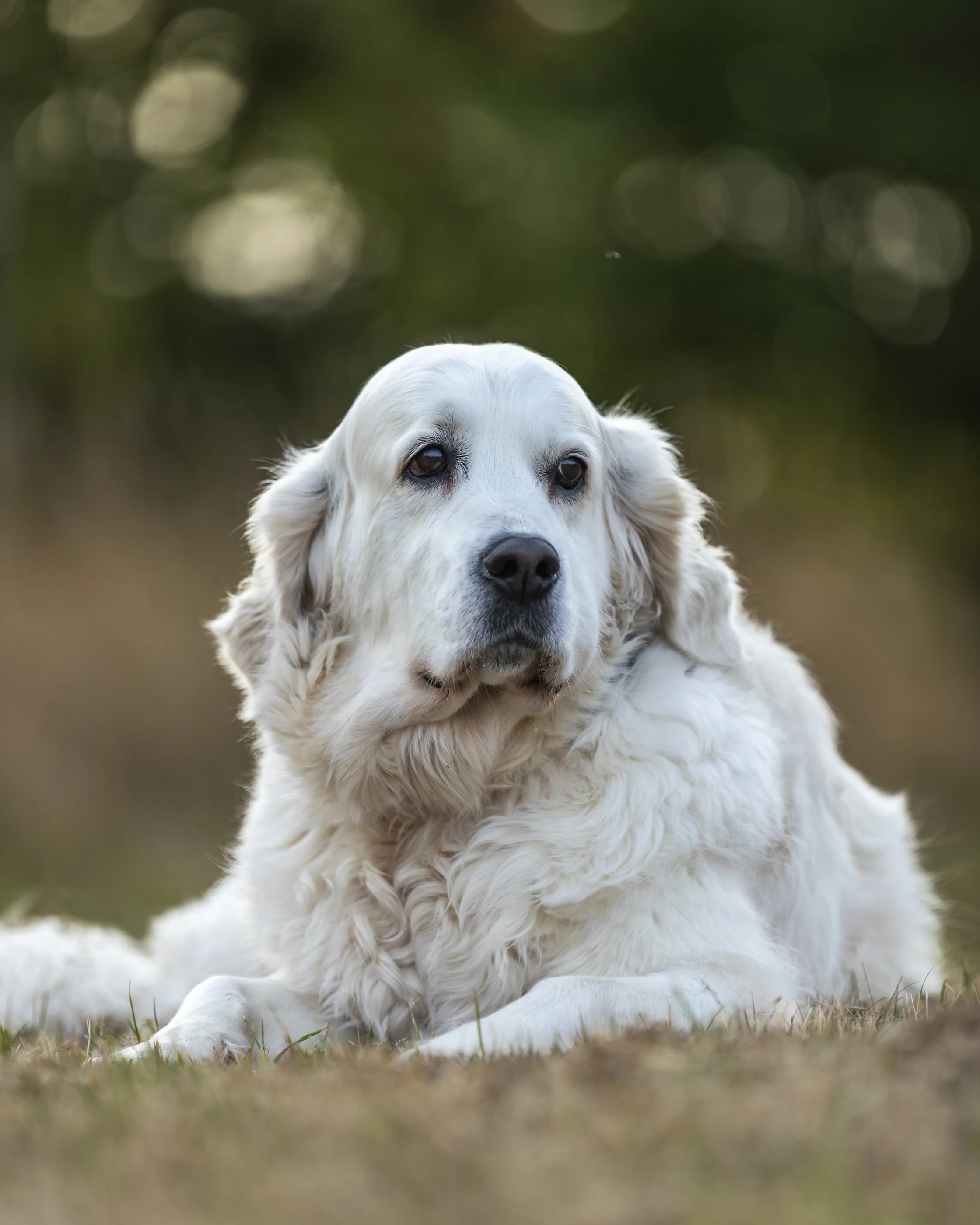 A white retriever dog lying on grass outdoors with a blurred leafy background.