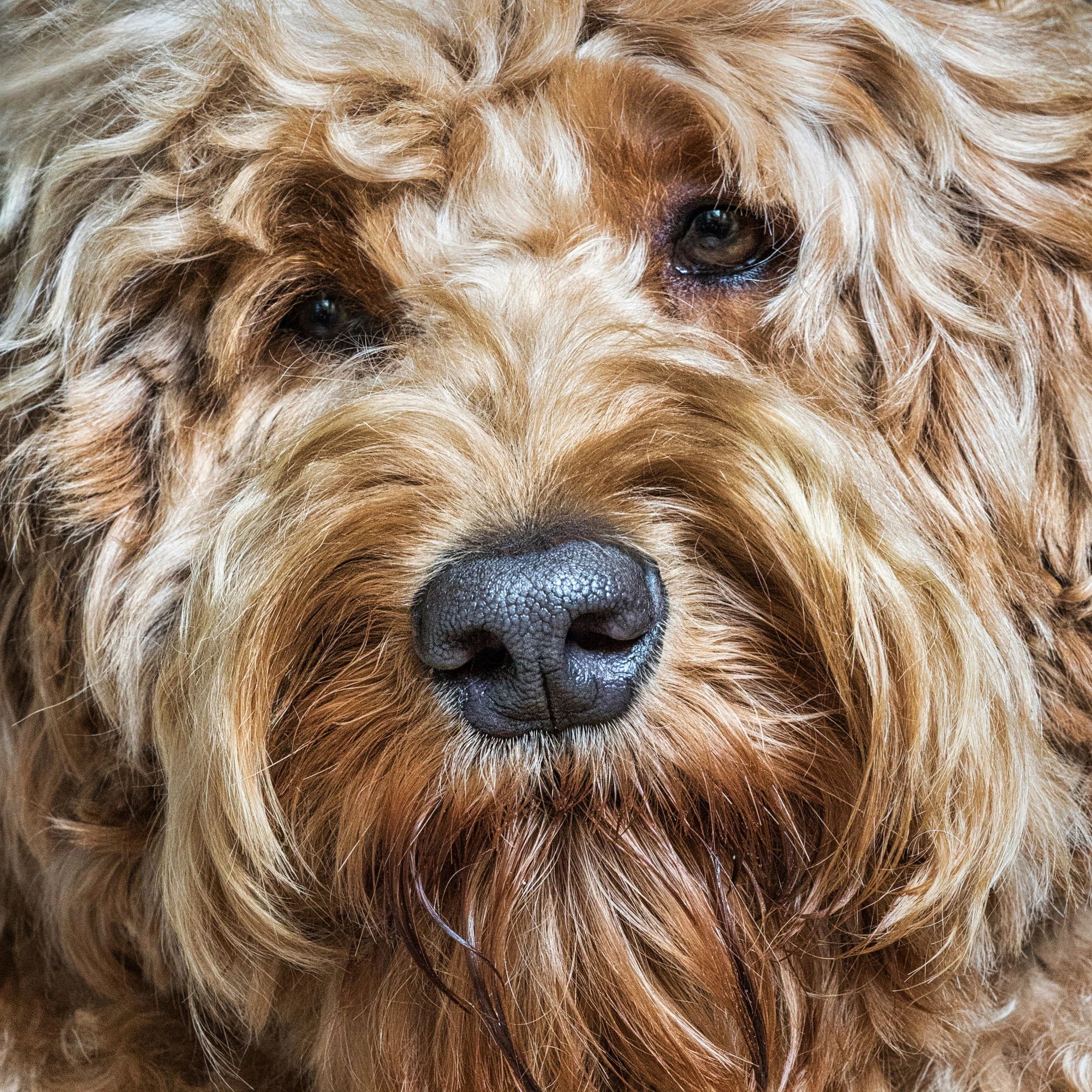 Close-up of a dog's face with curly tan fur and dark eyes.