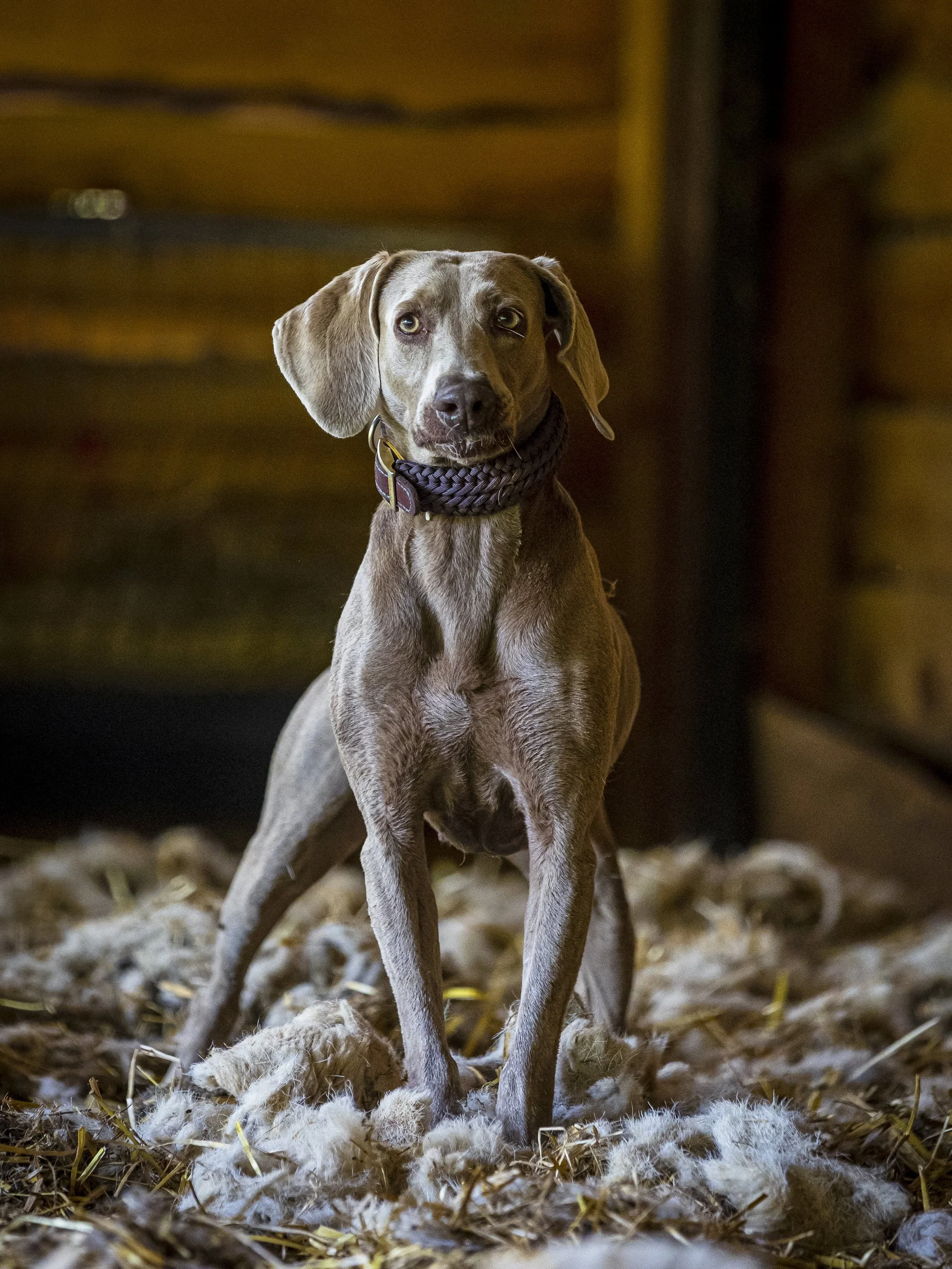 A gray dog with floppy ears and a purple braided collar sitting on a bed of white and gray wool in front of a wooden background.