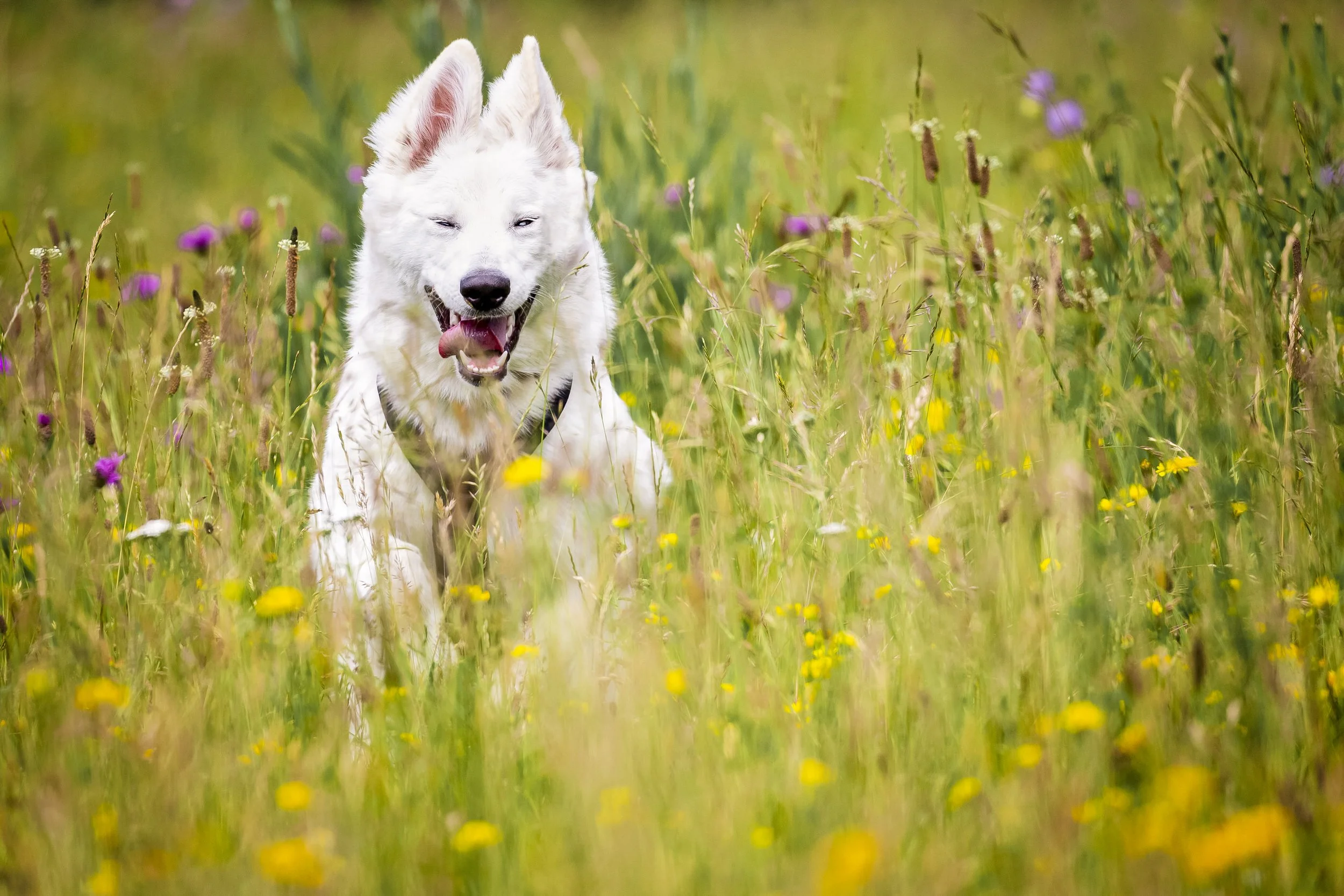 A white dog with pink tongue sticking out, sitting in a colorful meadow with purple and yellow flowers.