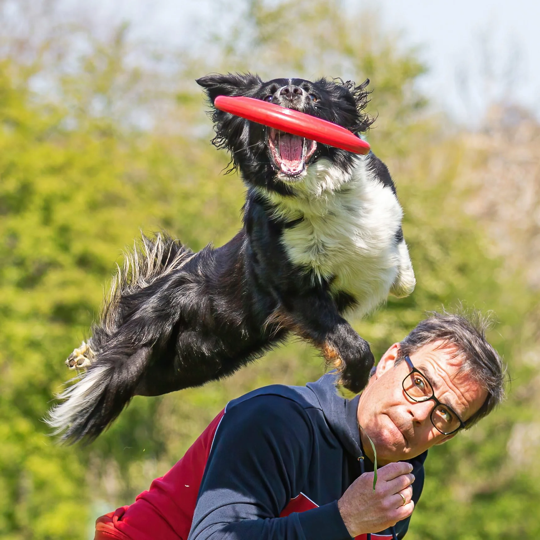 A man wearing glasses and a red and navy shirt is outdoors, looking to the side, while a black and white dog jumps and catches a red frisbee in its mouth. The background is green and blurry, indicating a park or garden setting.