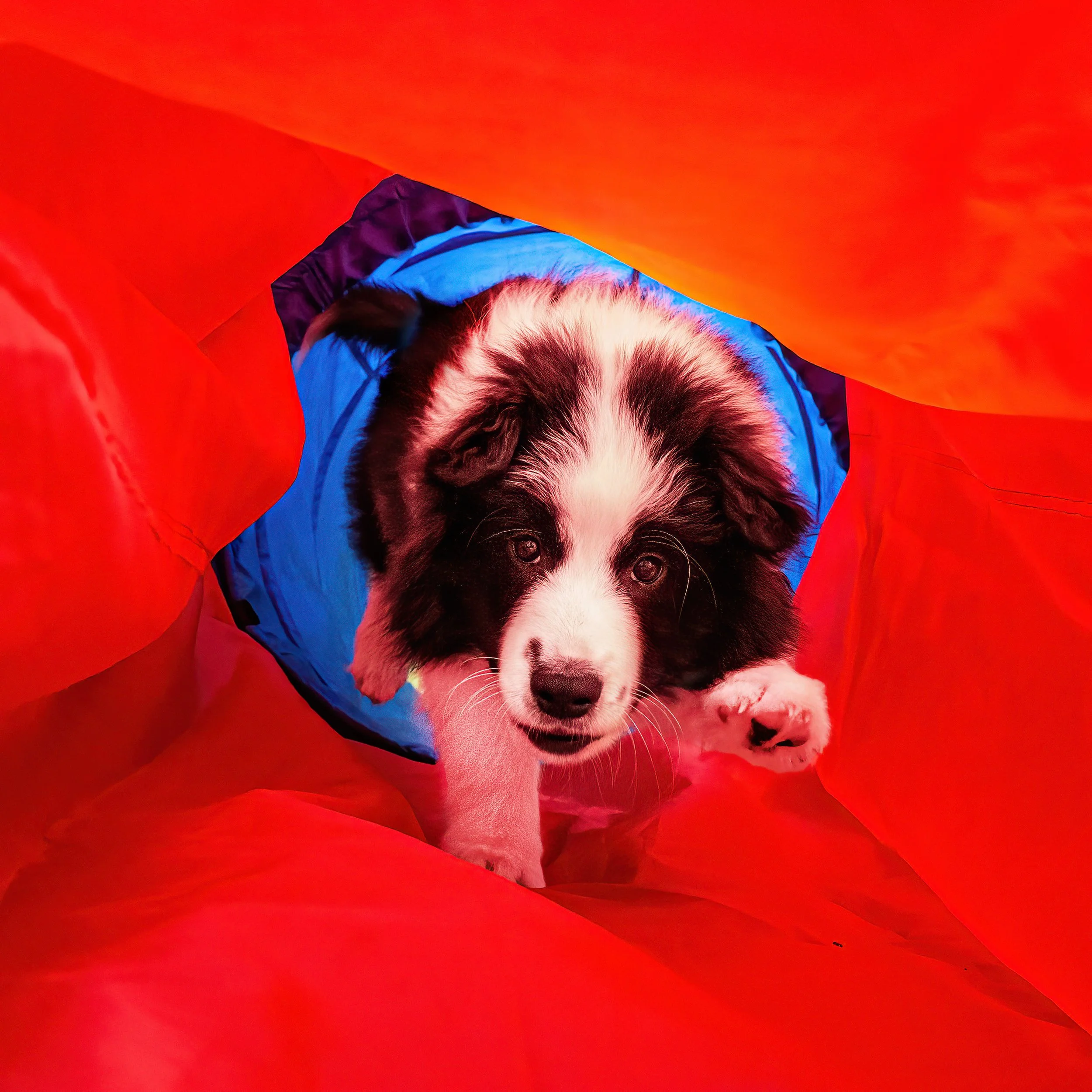 A puppy is peeking out of an orange and blue tunnel, resting its head on the opening.