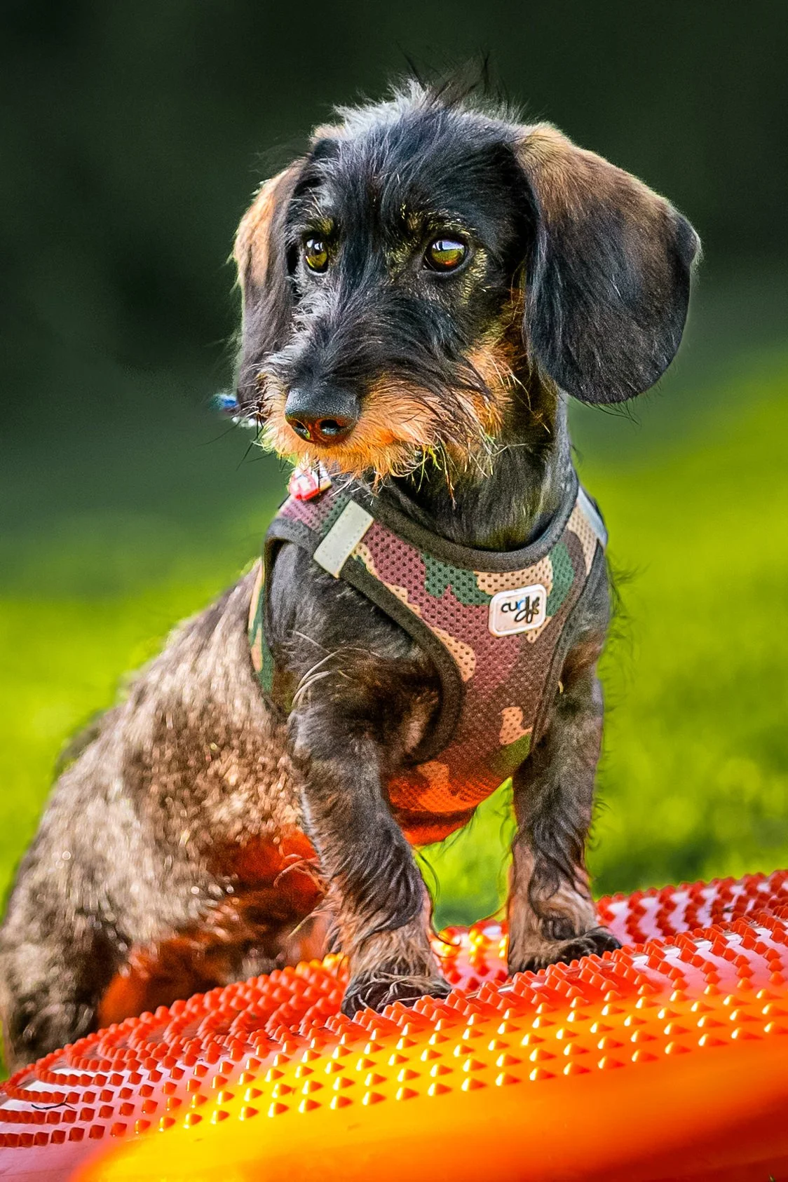 A small dog with black fur and tan markings wearing a camouflage patterned harness standing on an orange textured surface outdoors with a blurred green background.